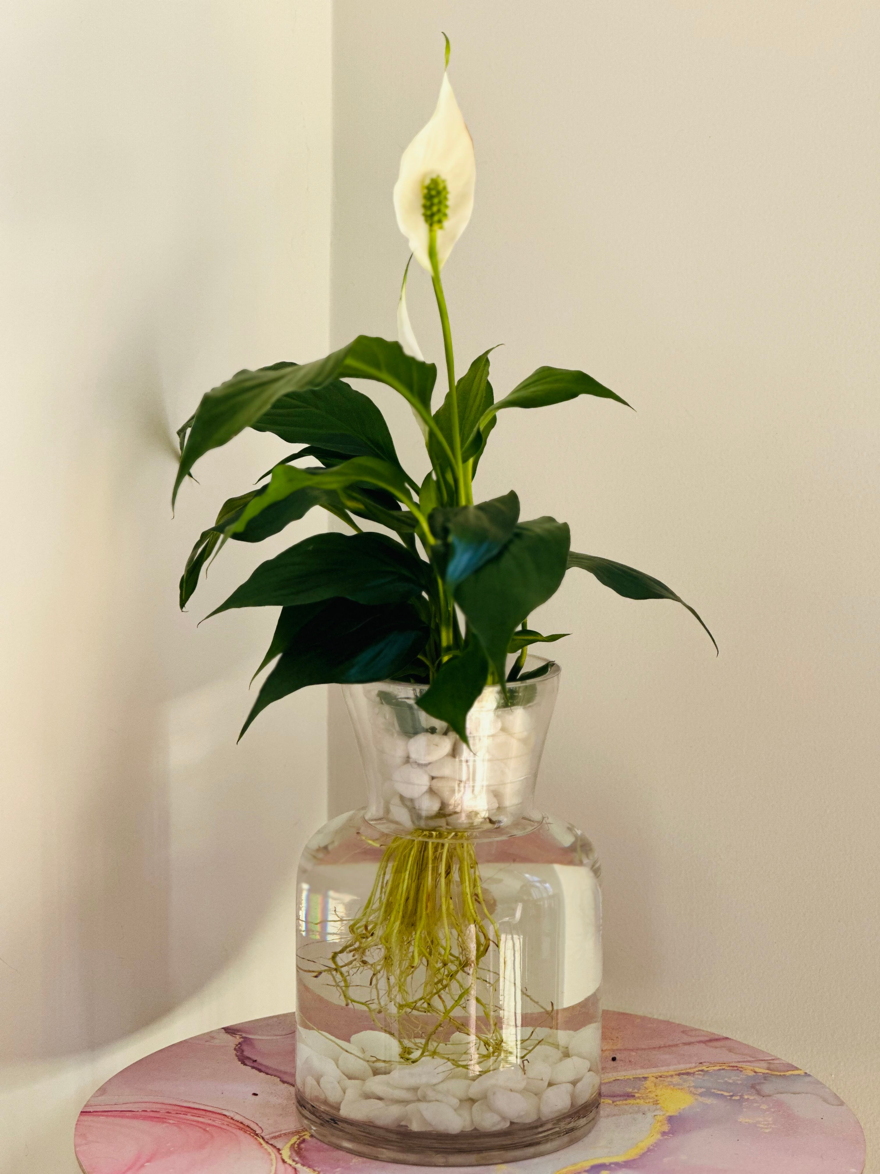 glass vase for peace lily Peace Lily (Spathiphyllum) – Pip & Rose Design