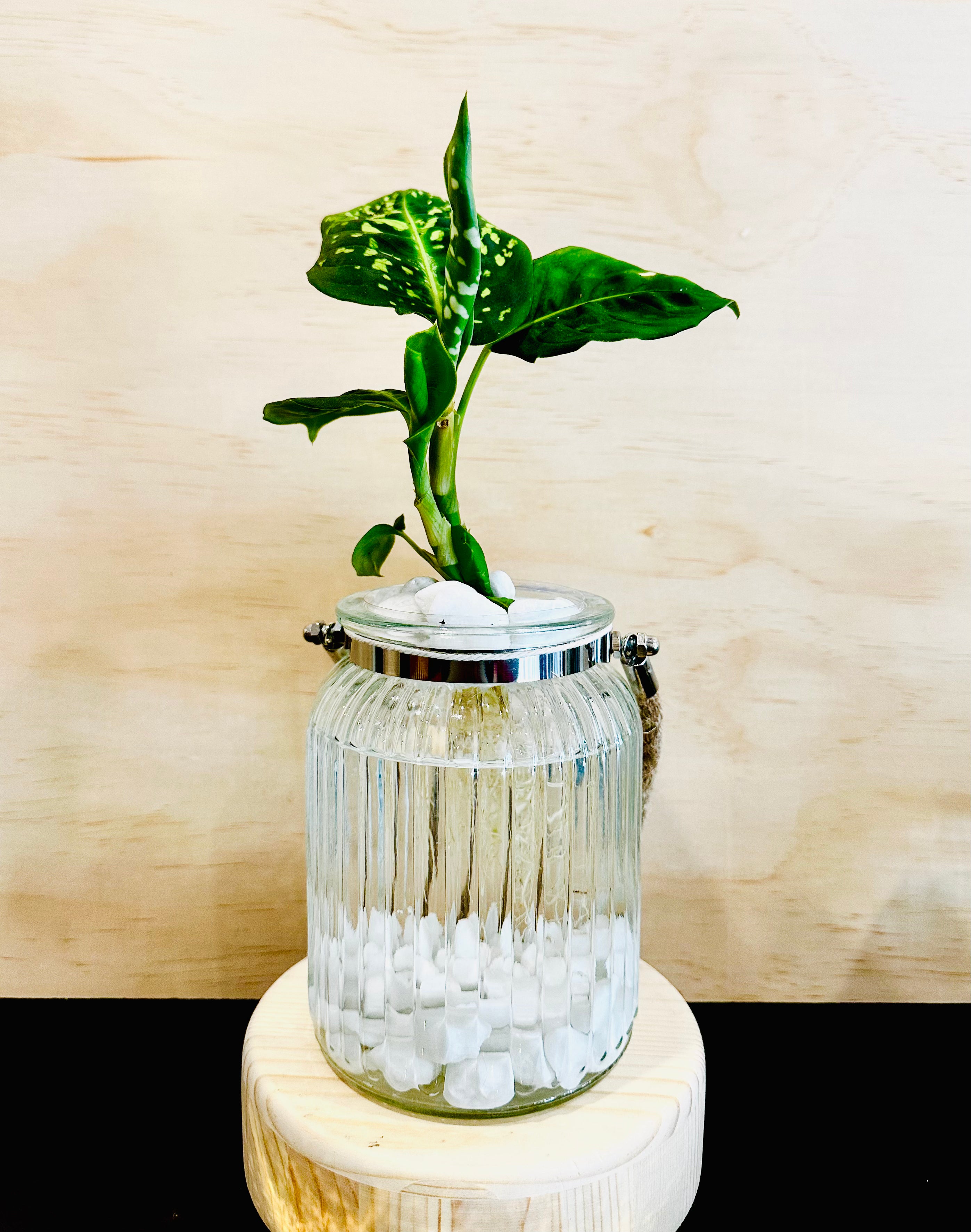 dieffenbachia hydroponic Dieffenbachia (Dumb Cane) – Pip & Rose Design