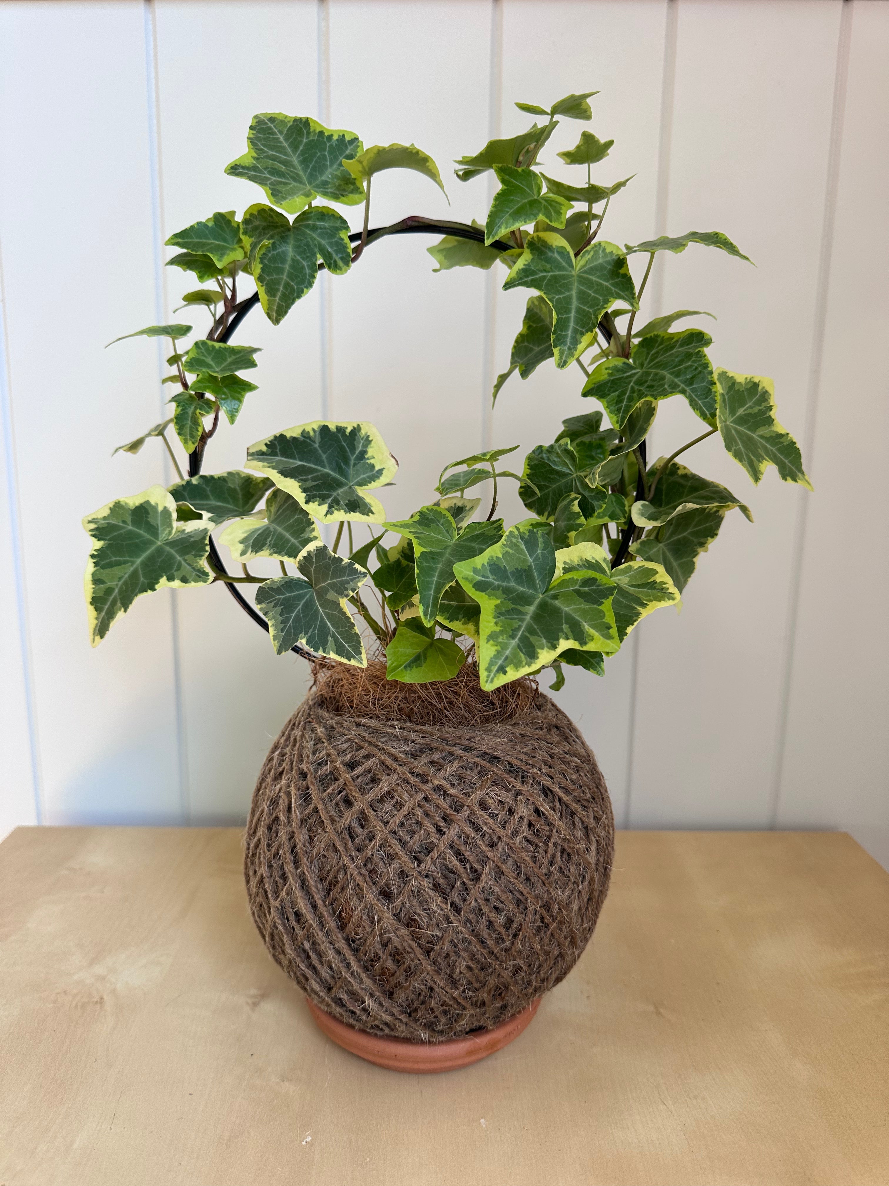 Care tips: English Ivy (Hedera helix)