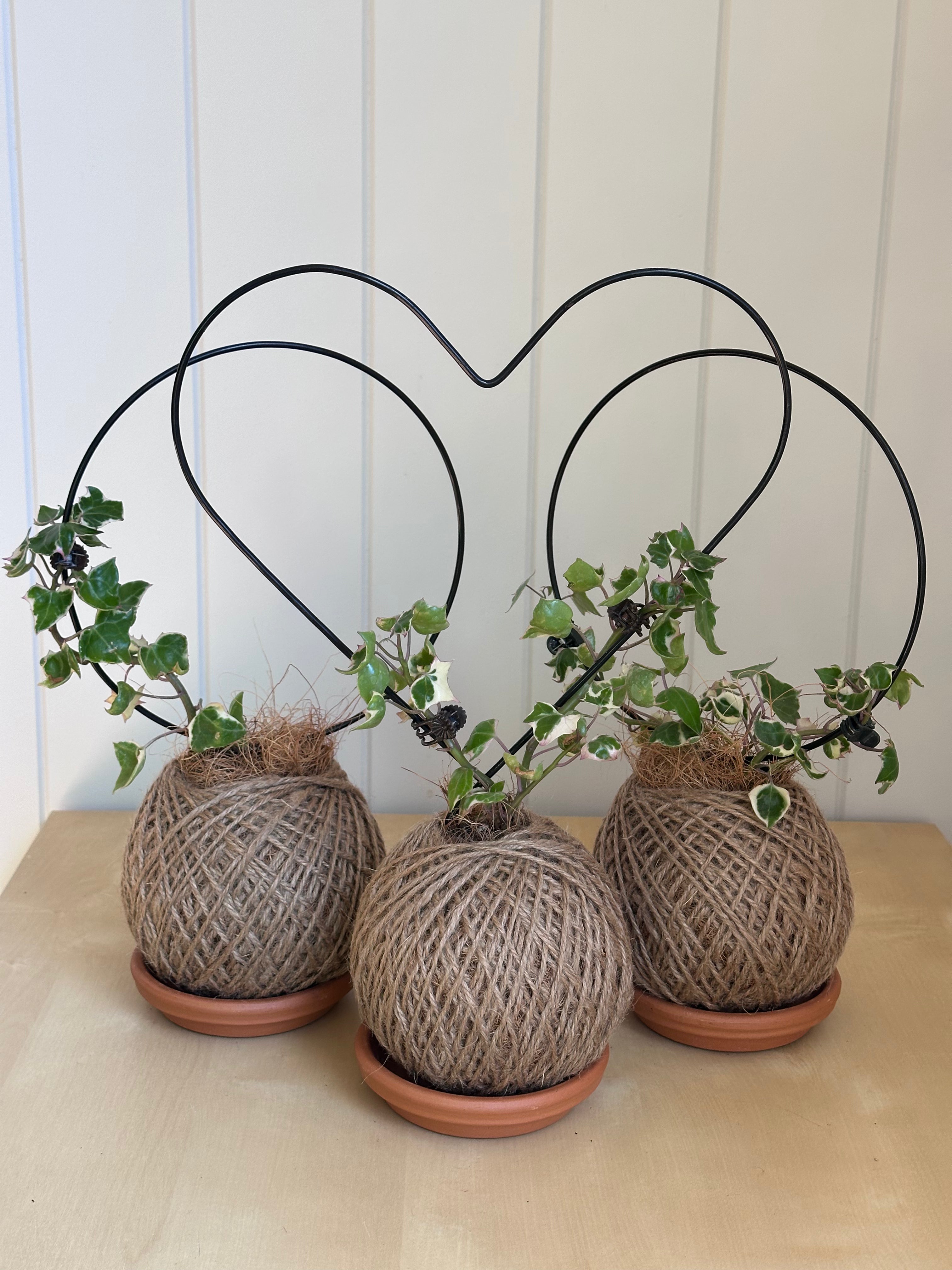 Care tips: Cape Ivy (Senecio macroglossus)