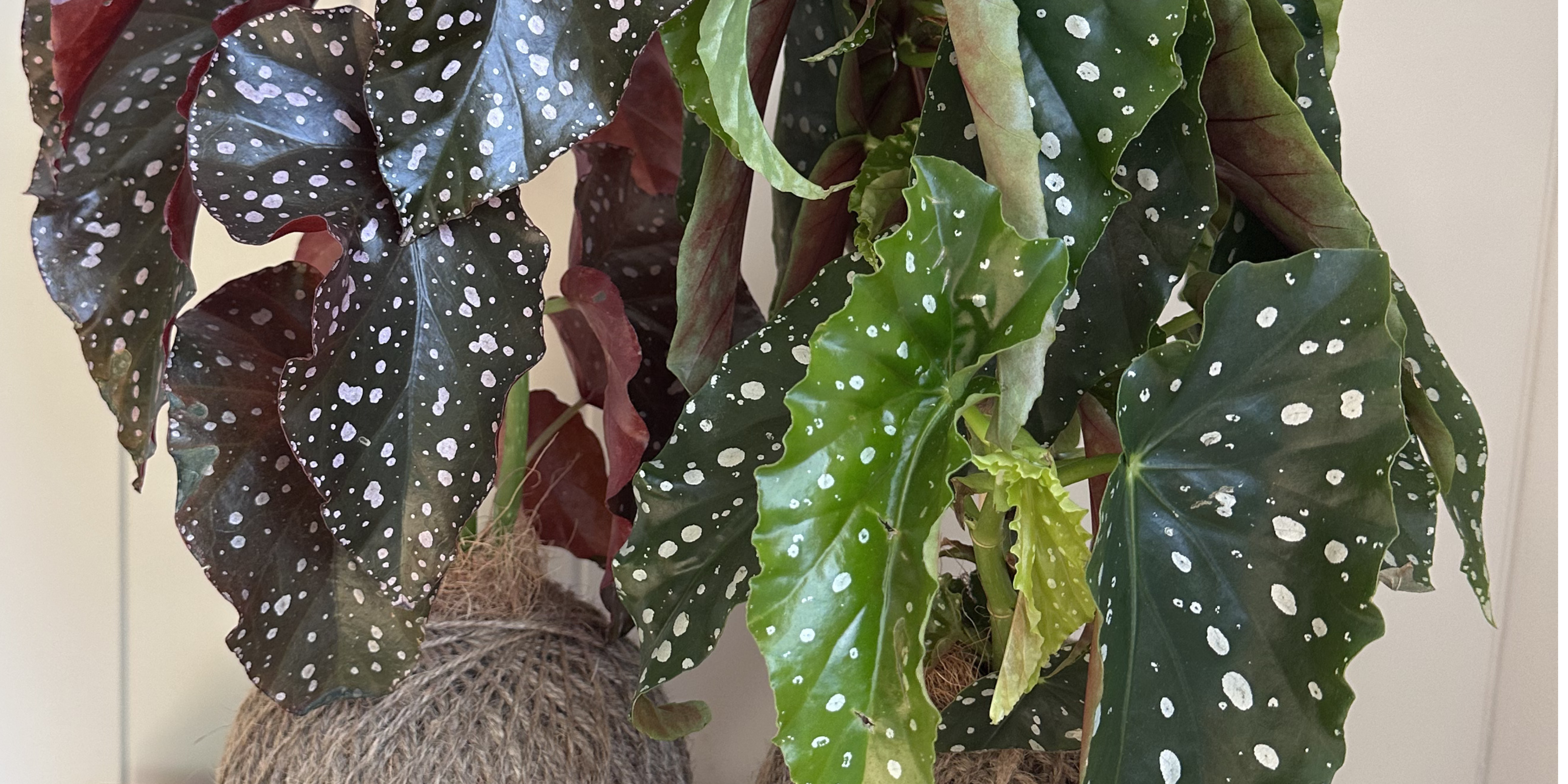 Care tips: Polka Dot Plant (Begonia maculata wightii)