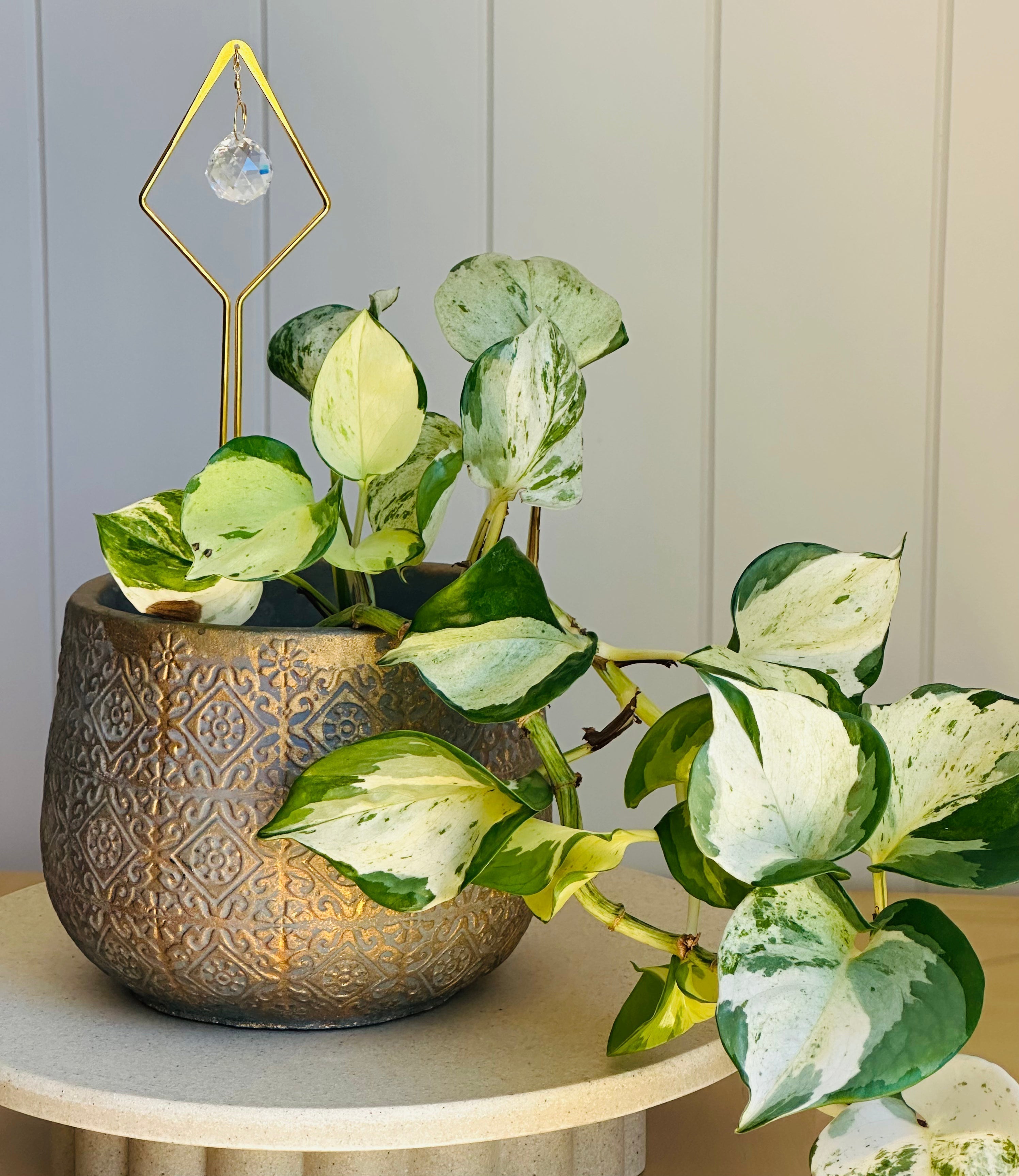 Care tips: Epipremnum family