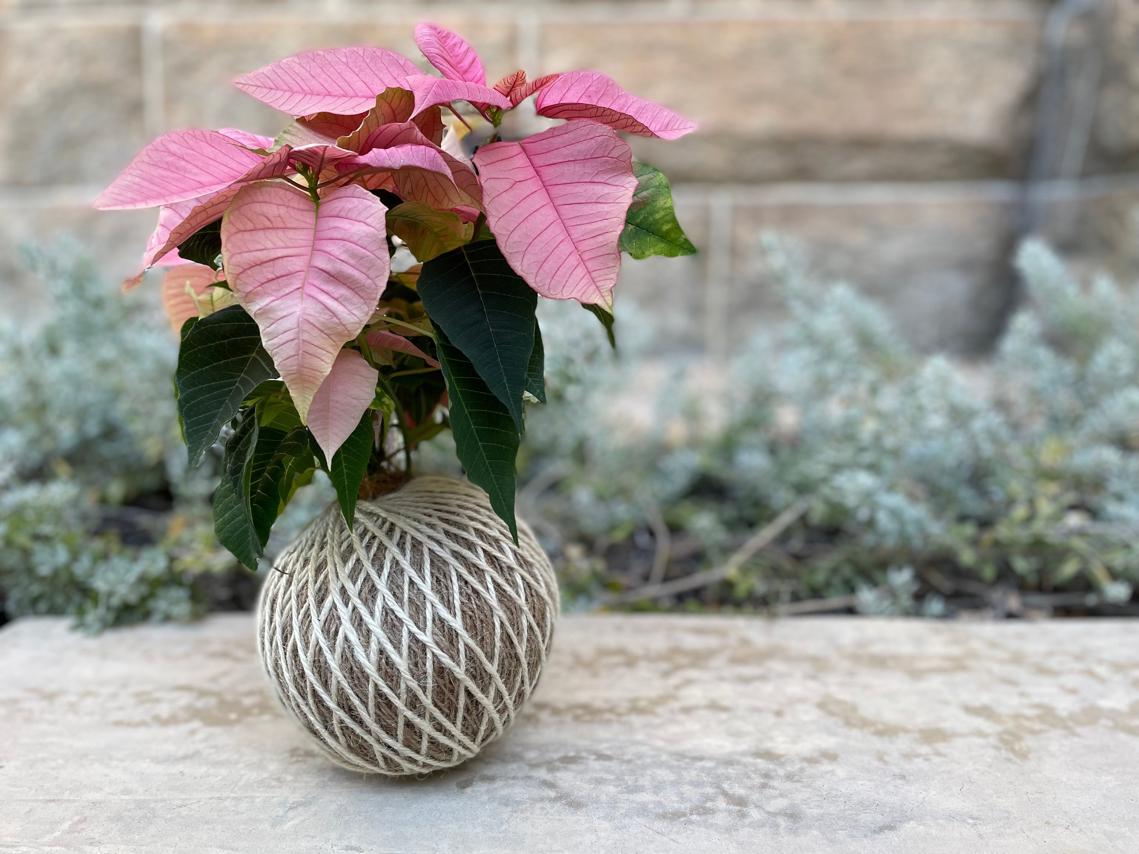 Caring for your Kokedama