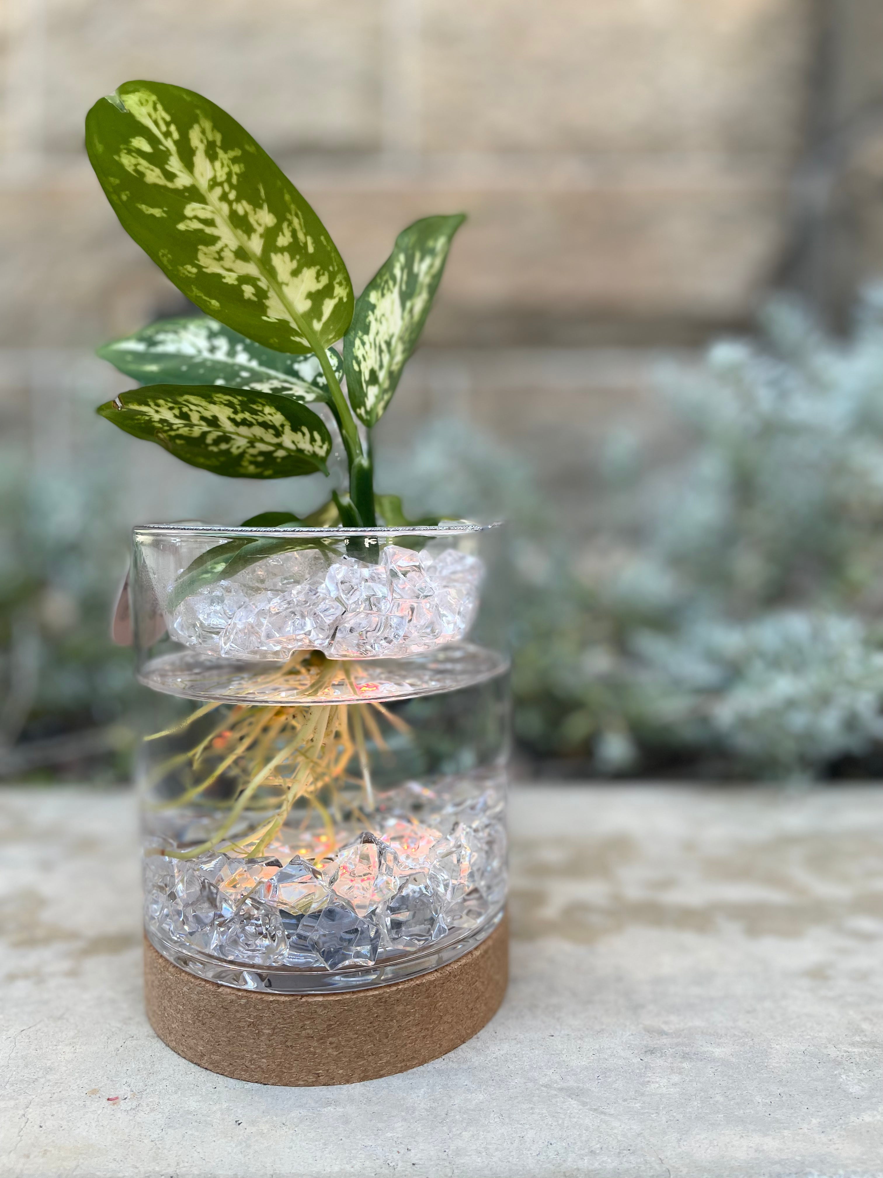 Caring for your Watergarden