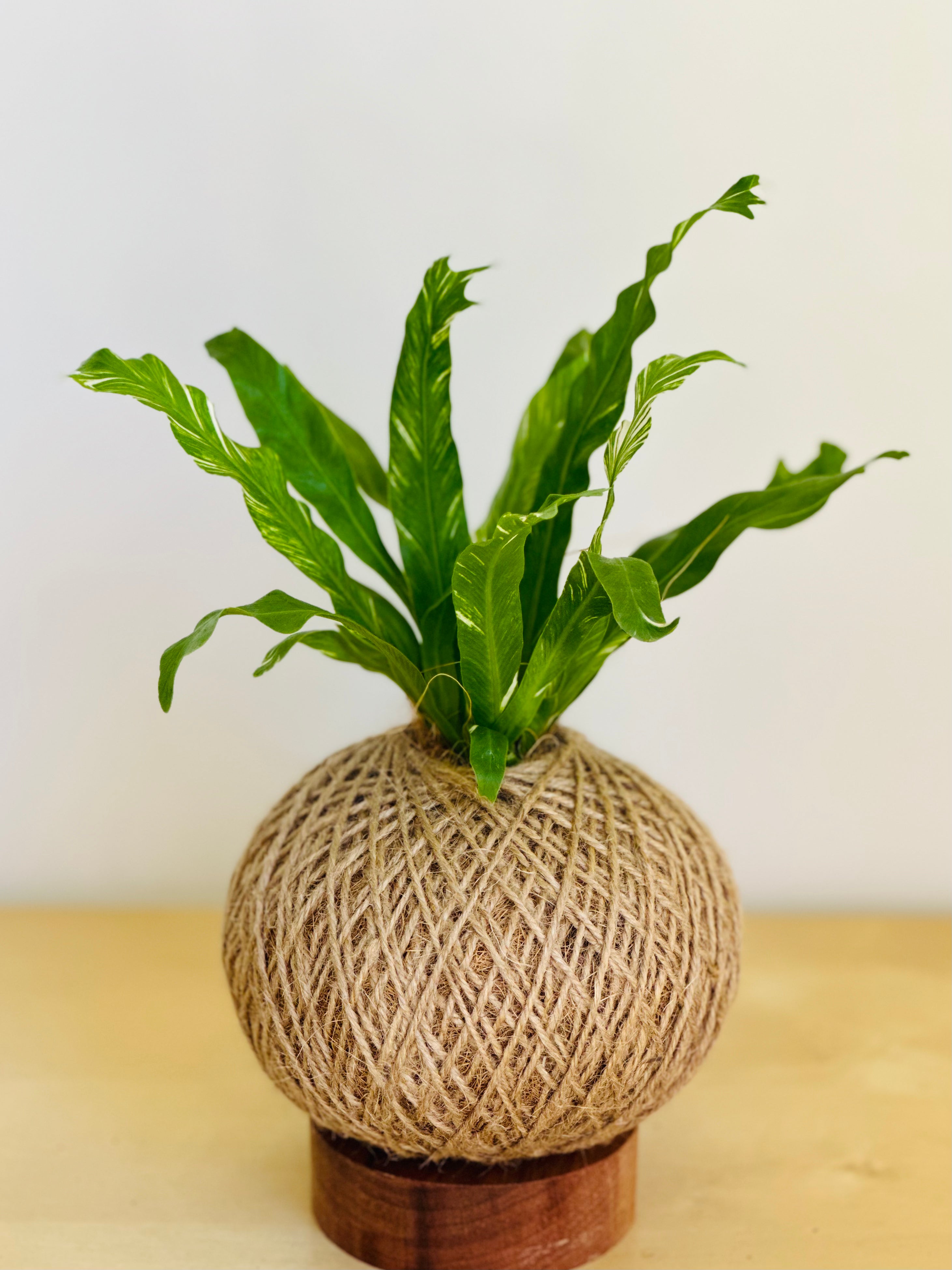 Care tips: Bird's Nest Fern (Asplenium nidus)