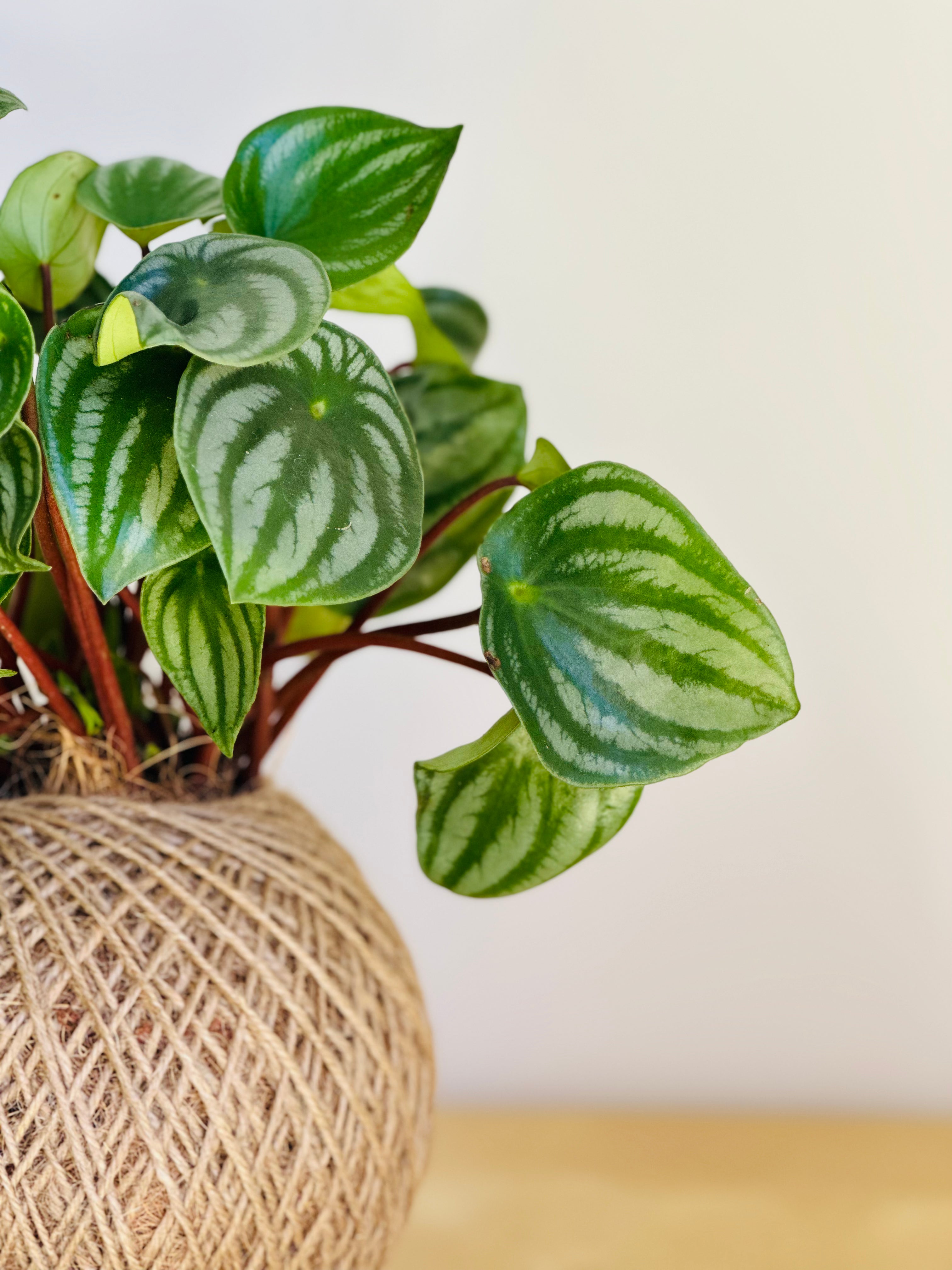 Care tips: Peperomia family