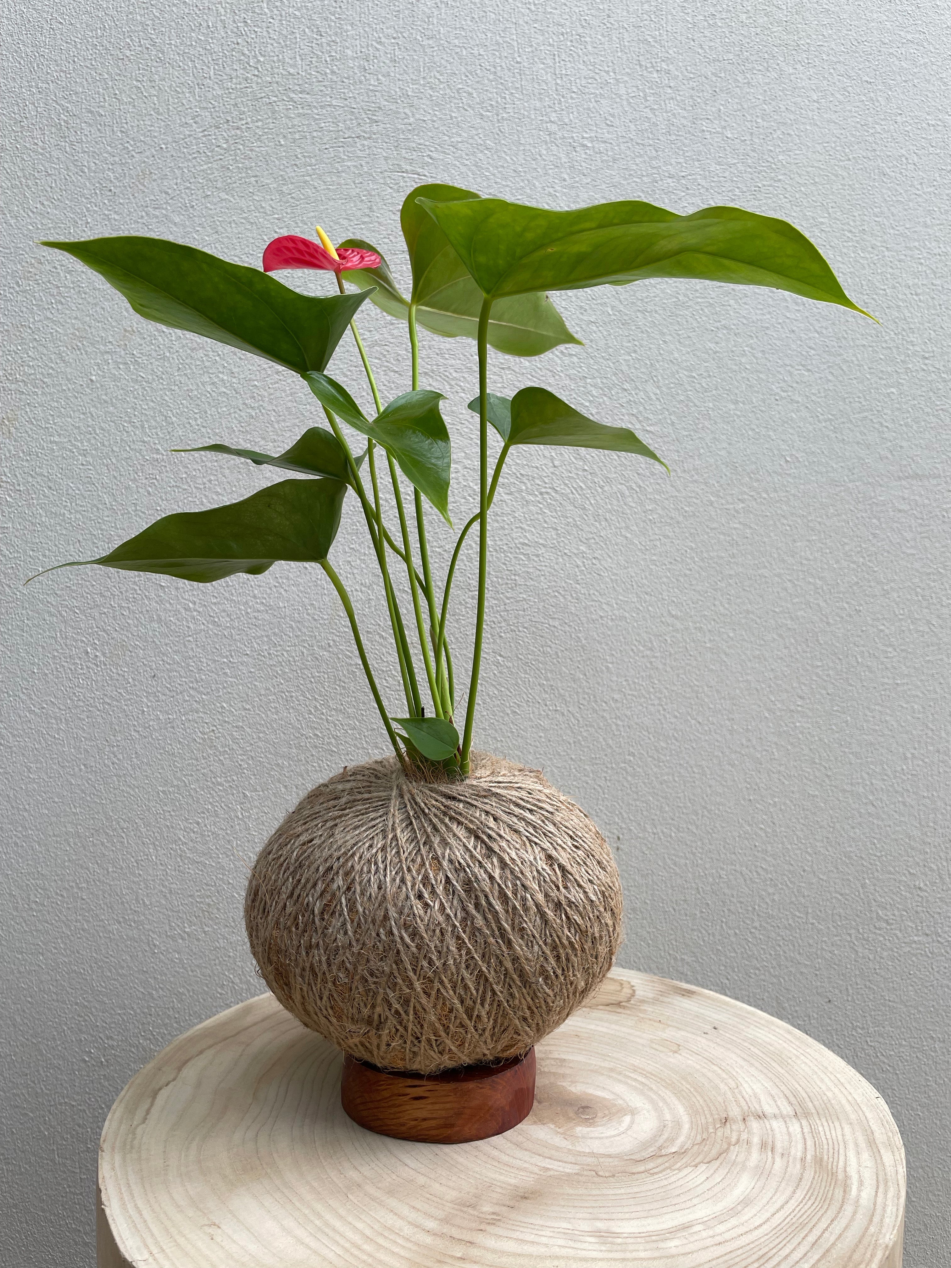 Care tips: Flamingo Flower (Anthuriums)