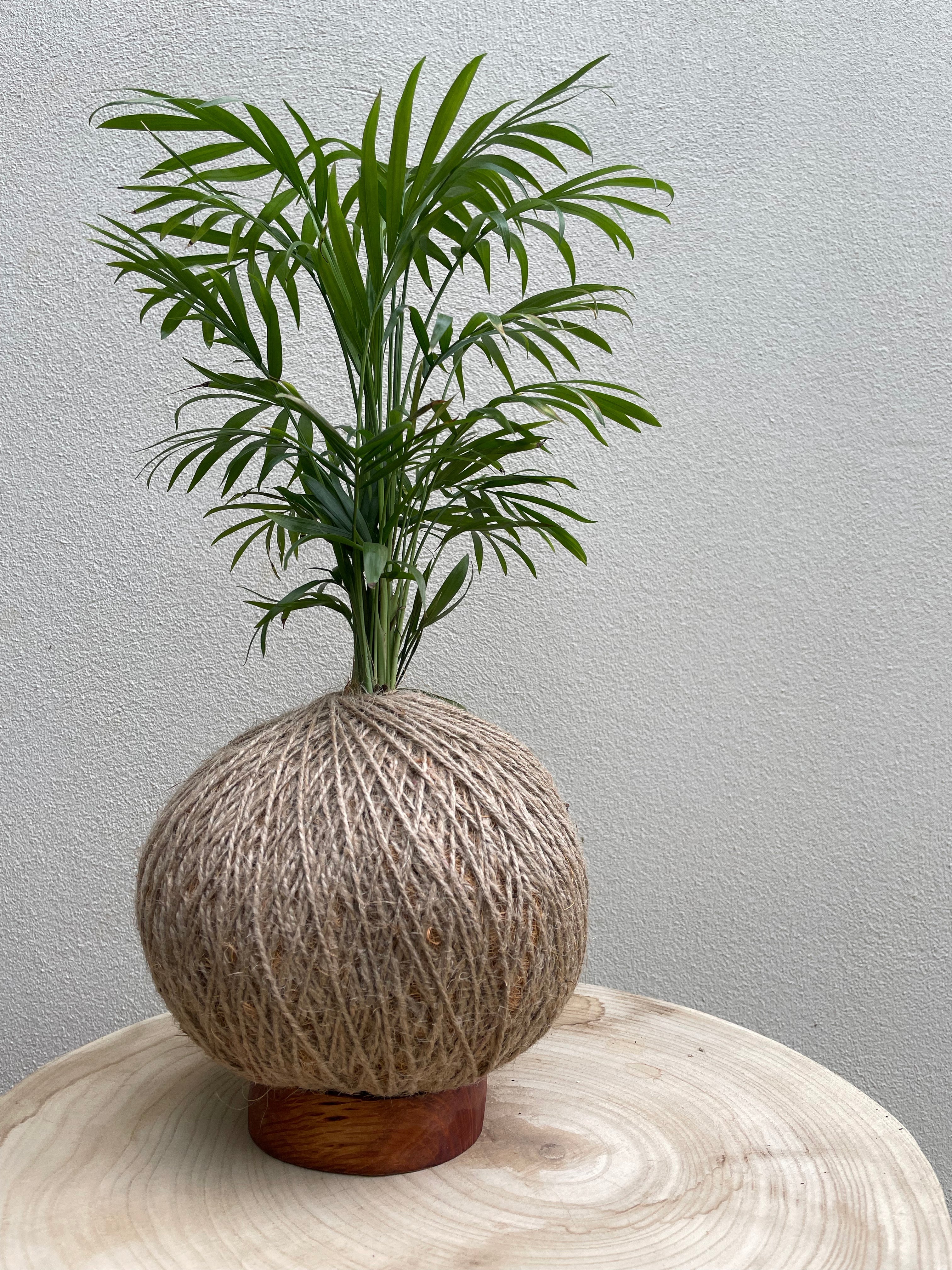 Care tips: Parlour Palm (Chamedorea elegans)