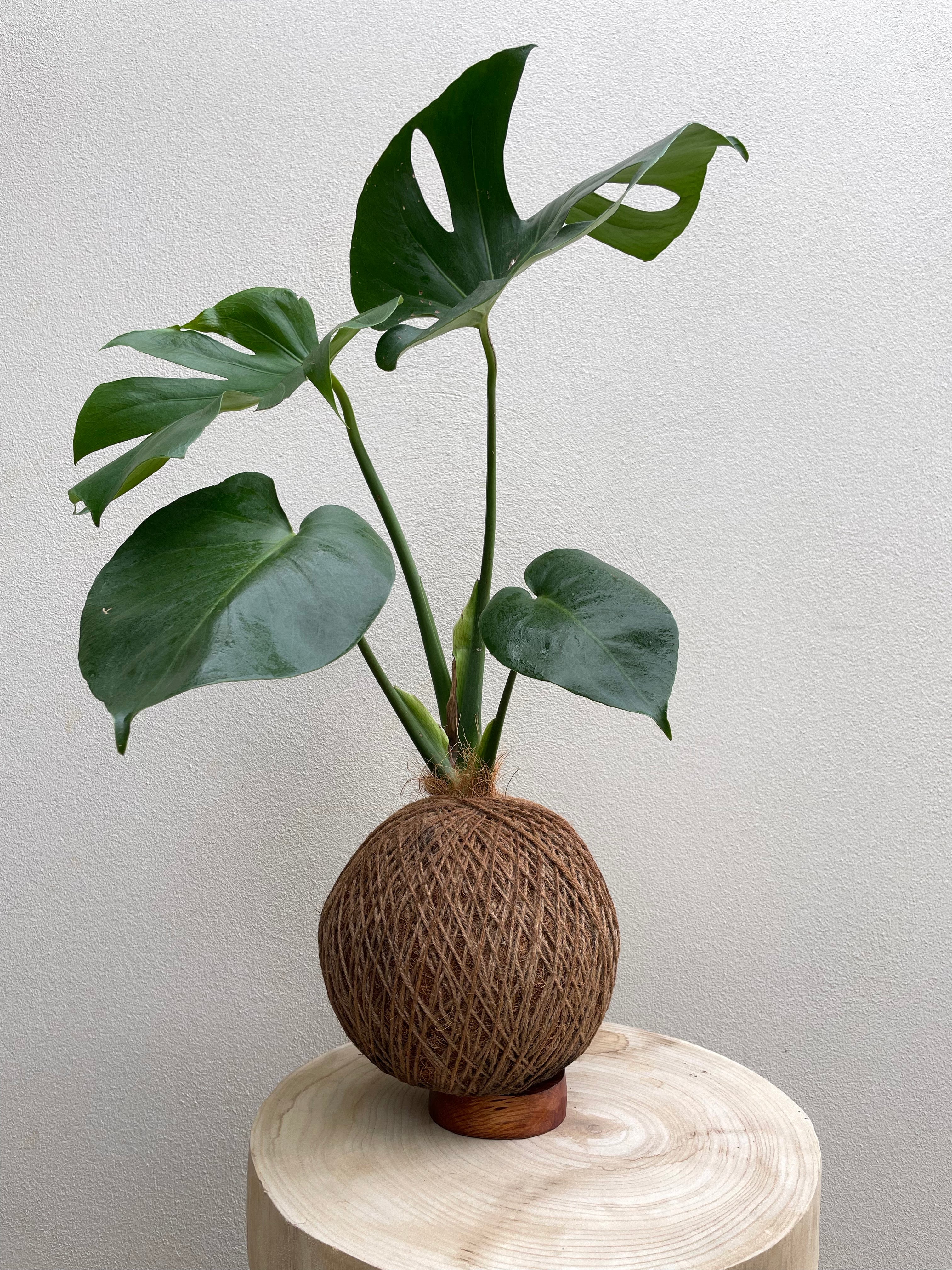 Care tips: Monstera family