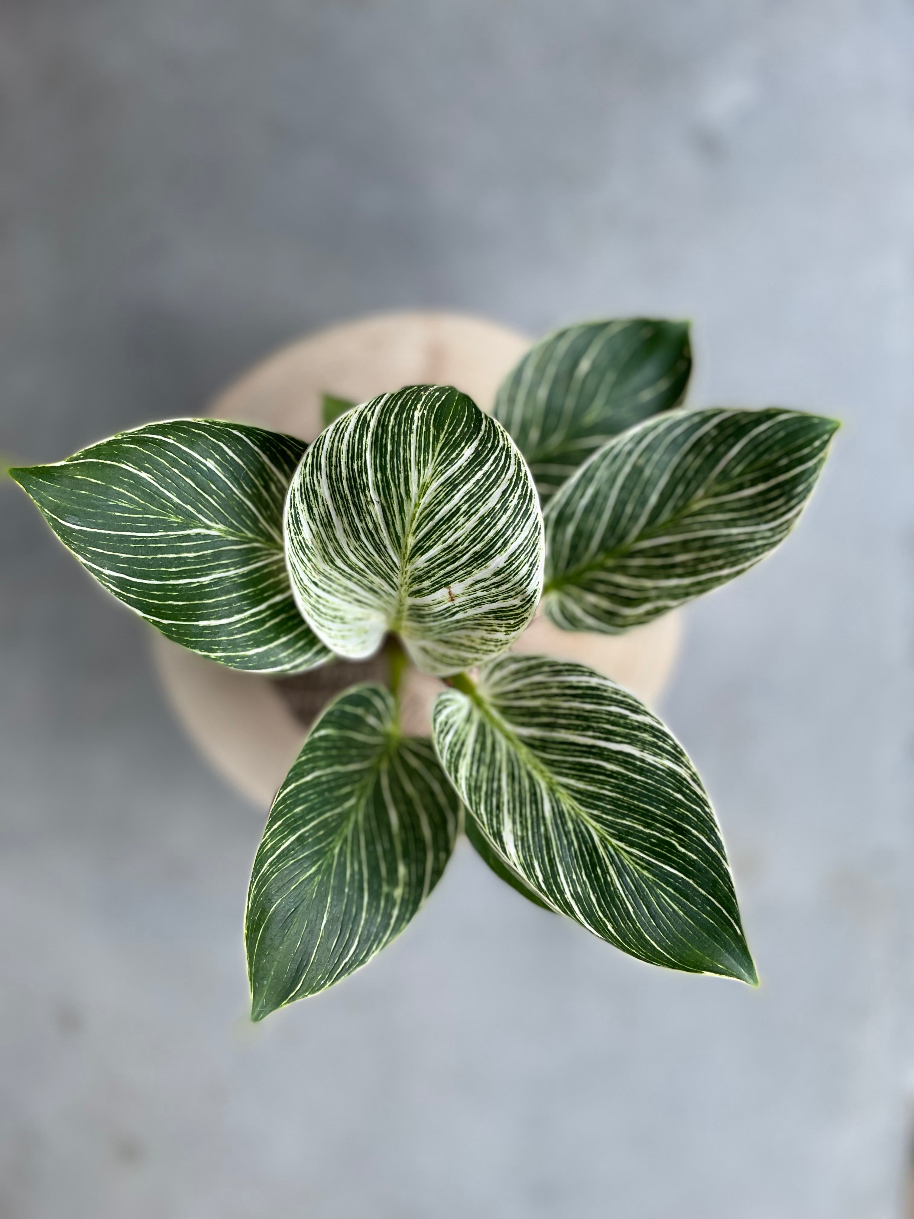 Care tips: Philodendron Birkin, White or Pink Princess  (Philodendron erubescens)