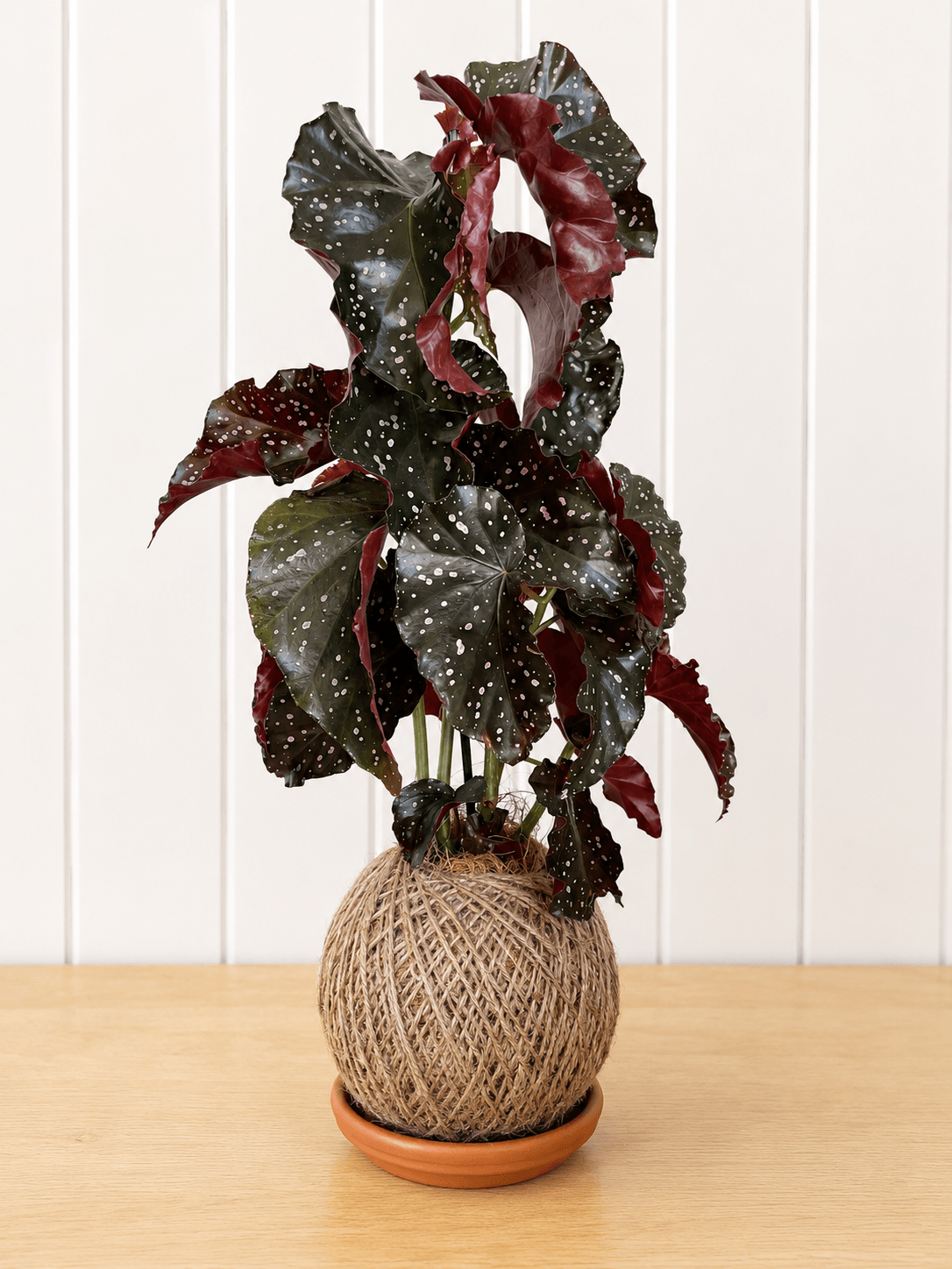 Care tips: Polka Dot Plant (Begonia maculata wightii)