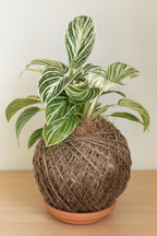 Philodendron Birkin