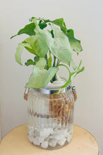 Load image into Gallery viewer, Syngonium podophylum (Arrowhead plant)
