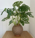 Swiss Cheese (Monstera adansonii)