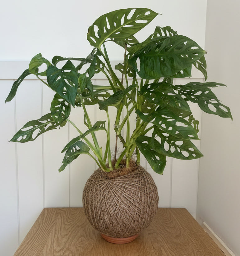 Swiss Cheese (Monstera adansonii)
