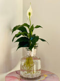 Peace Lily (Spathiphyllum)