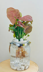 Load image into Gallery viewer, Syngonium podophylum (Arrowhead plant)
