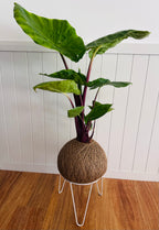 Alocasia "Imperial Red” (Alocasia Garaloimre)