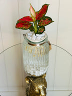 Aglaonema (Chinese evergreen)