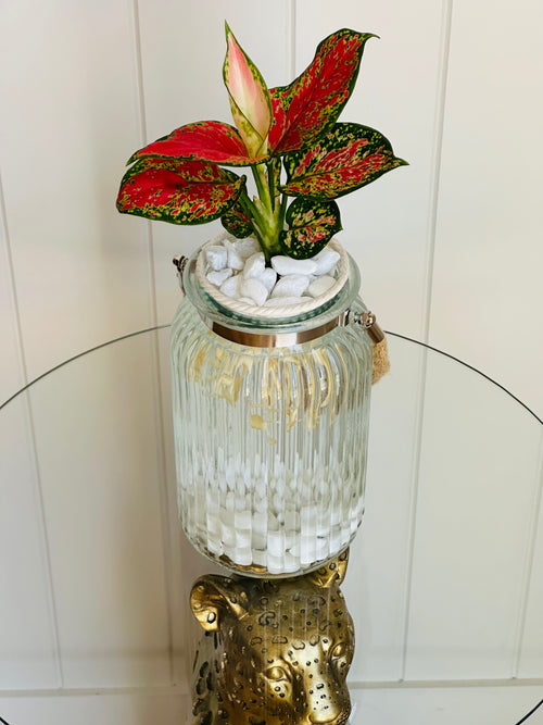 Aglaonema (Chinese evergreen)