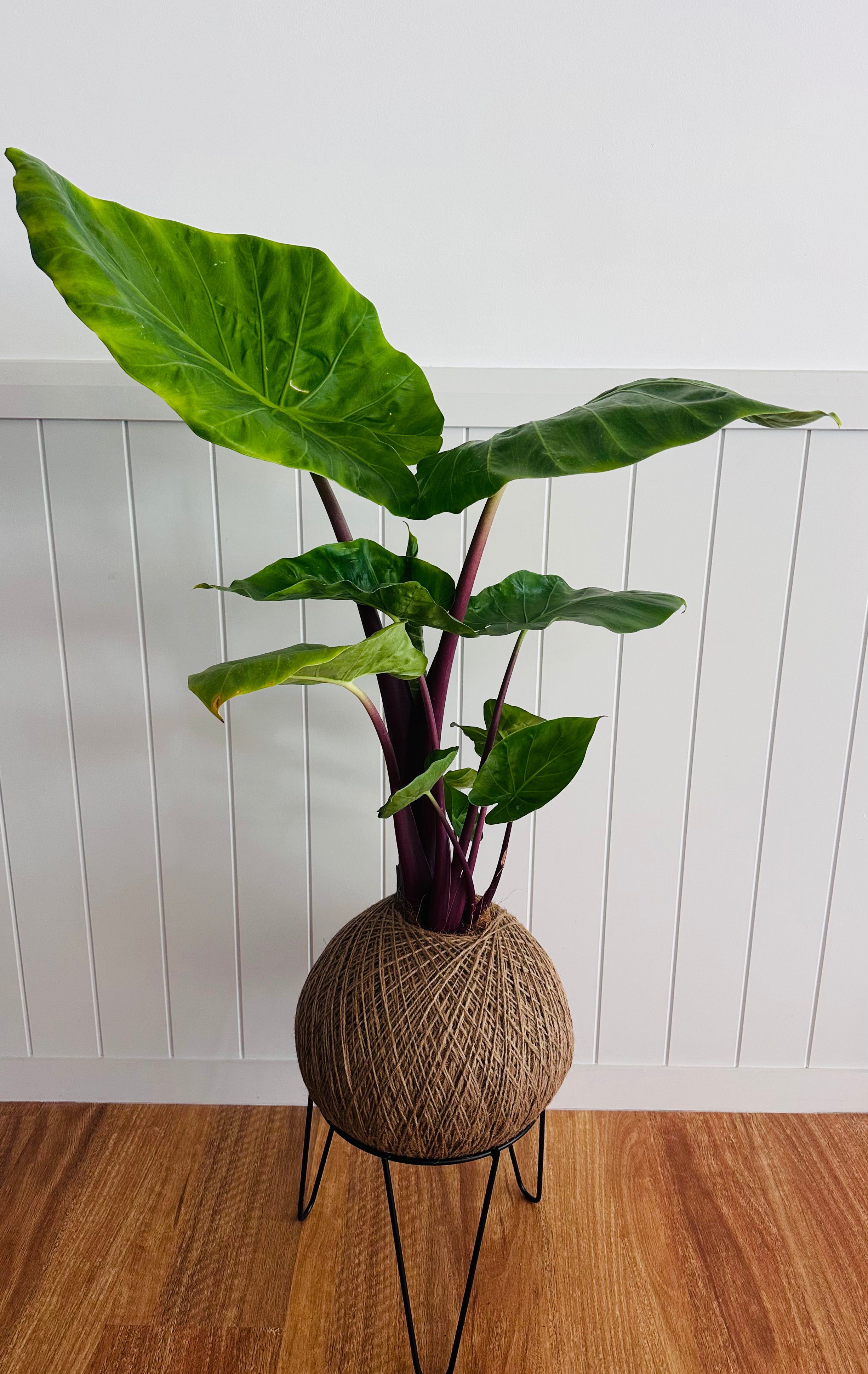 Alocasia "Imperial Red” (Alocasia Garaloimre)