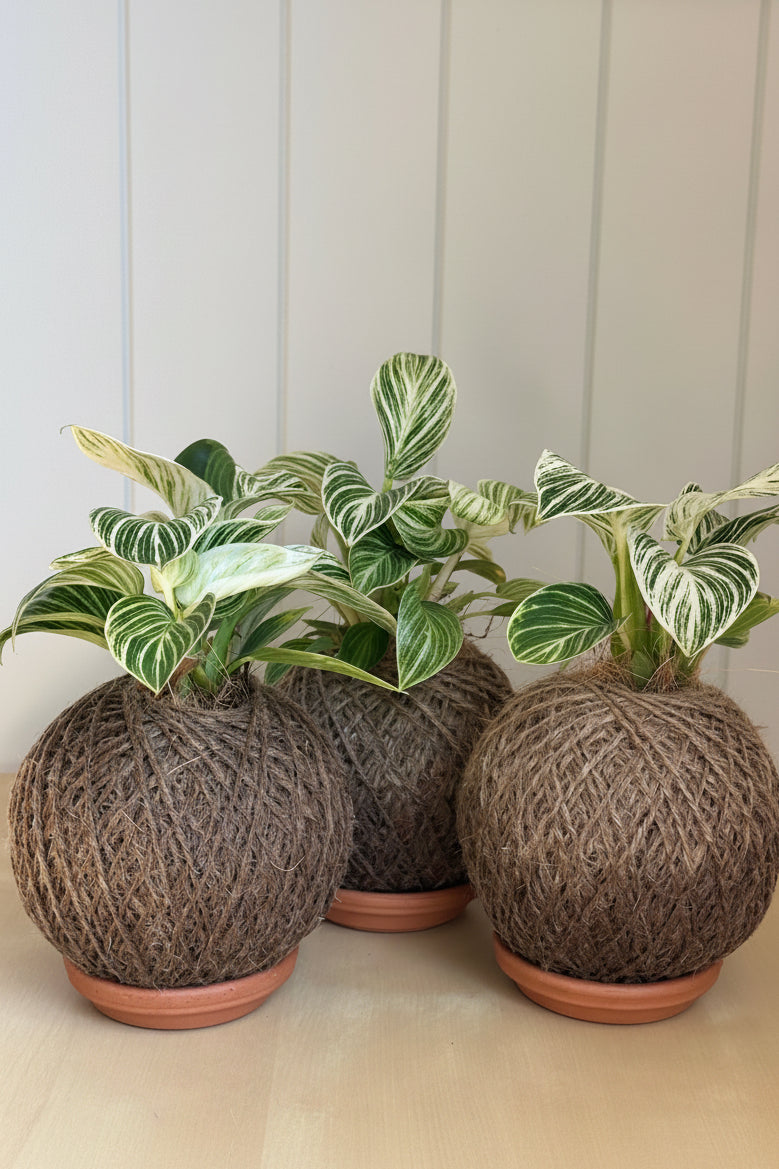 Philodendron Birkin
