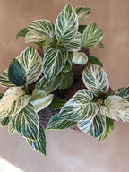 Philodendron Birkin