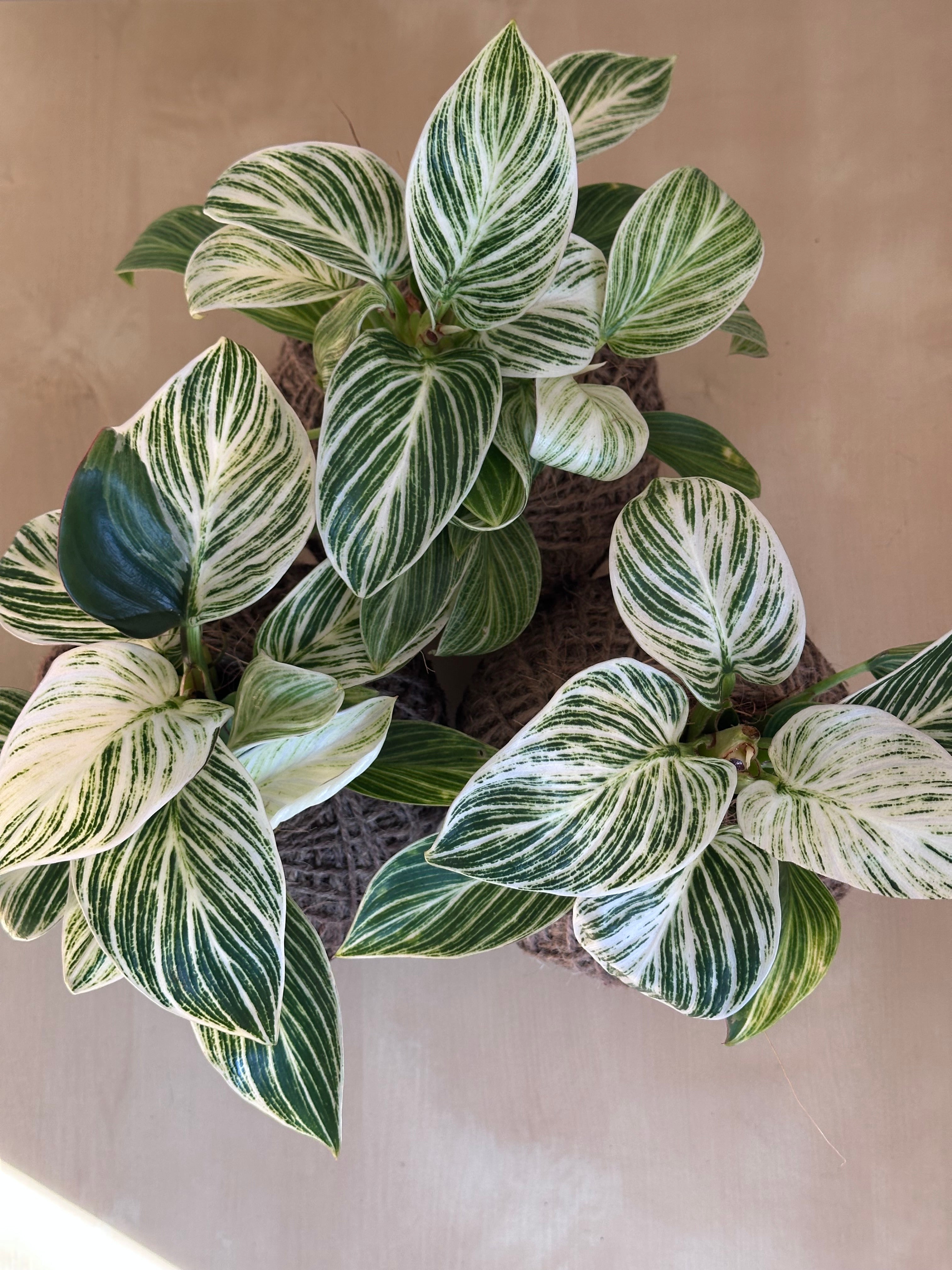 Philodendron Birkin