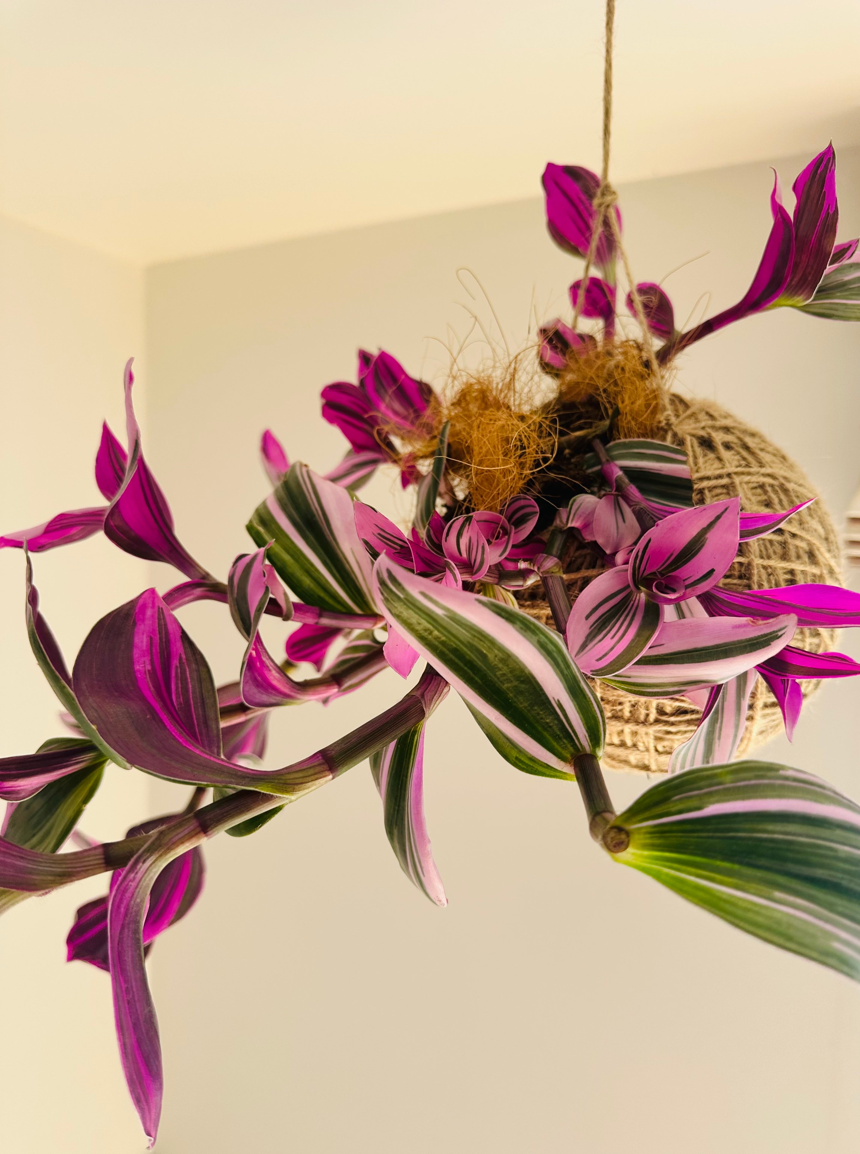 Tradescantia abiflora “Nanouk”