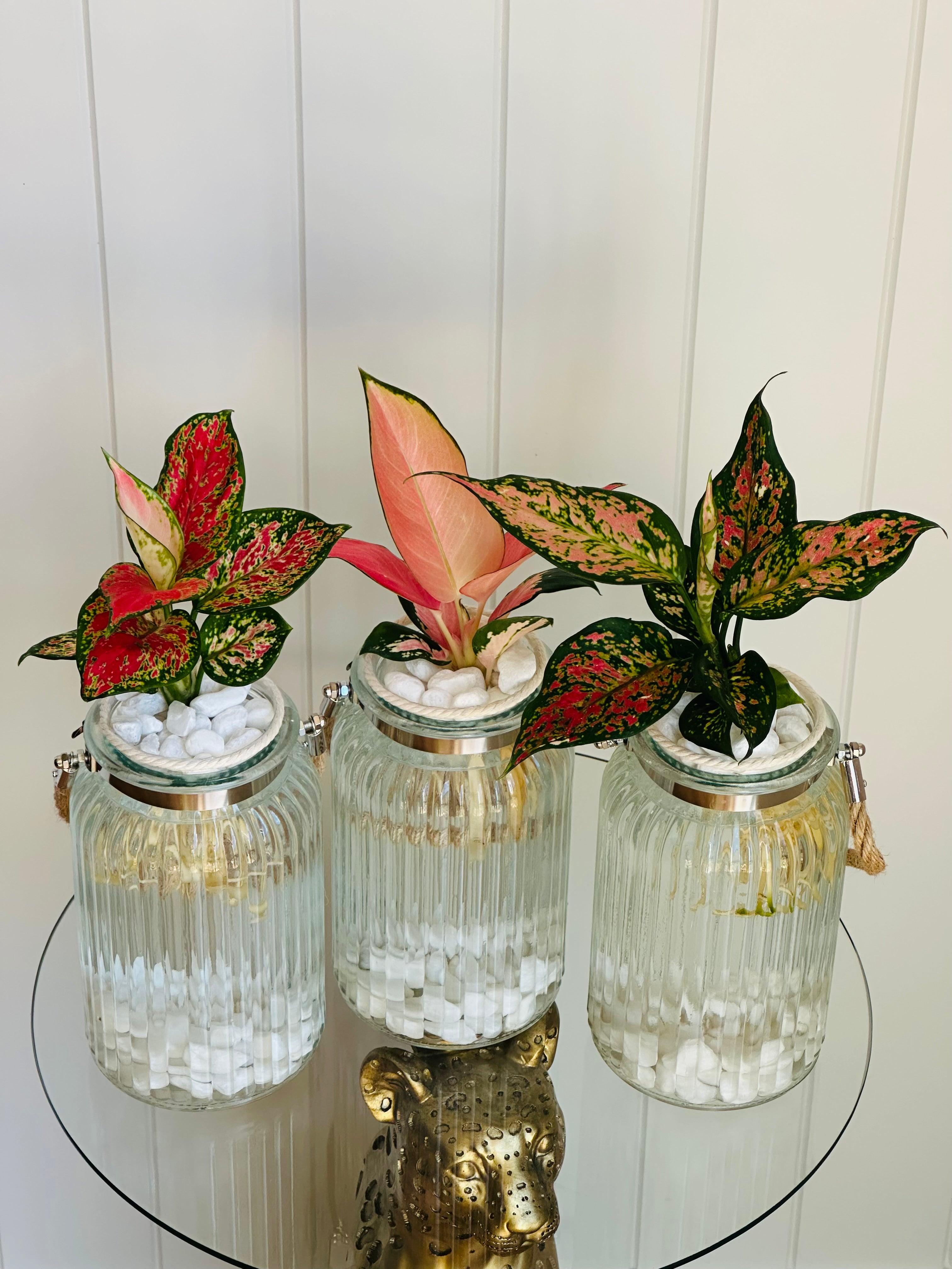 Aglaonema (Chinese evergreen)
