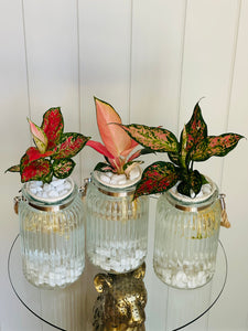 Aglaonema (Chinese evergreen)