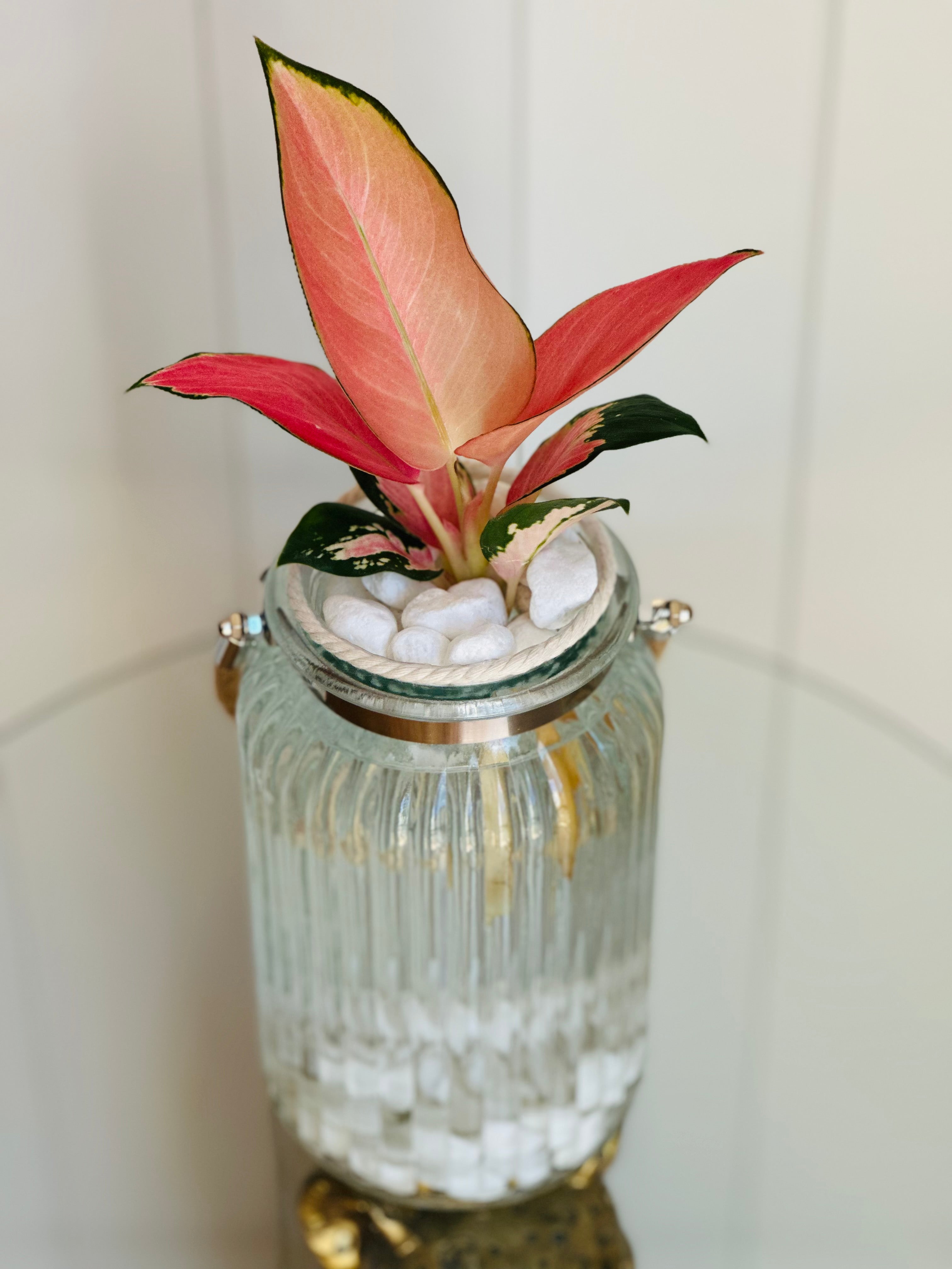 Aglaonema (Chinese evergreen)