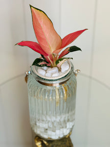 Aglaonema (Chinese evergreen)