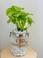 Load image into Gallery viewer, Syngonium podophylum (Arrowhead plant)
