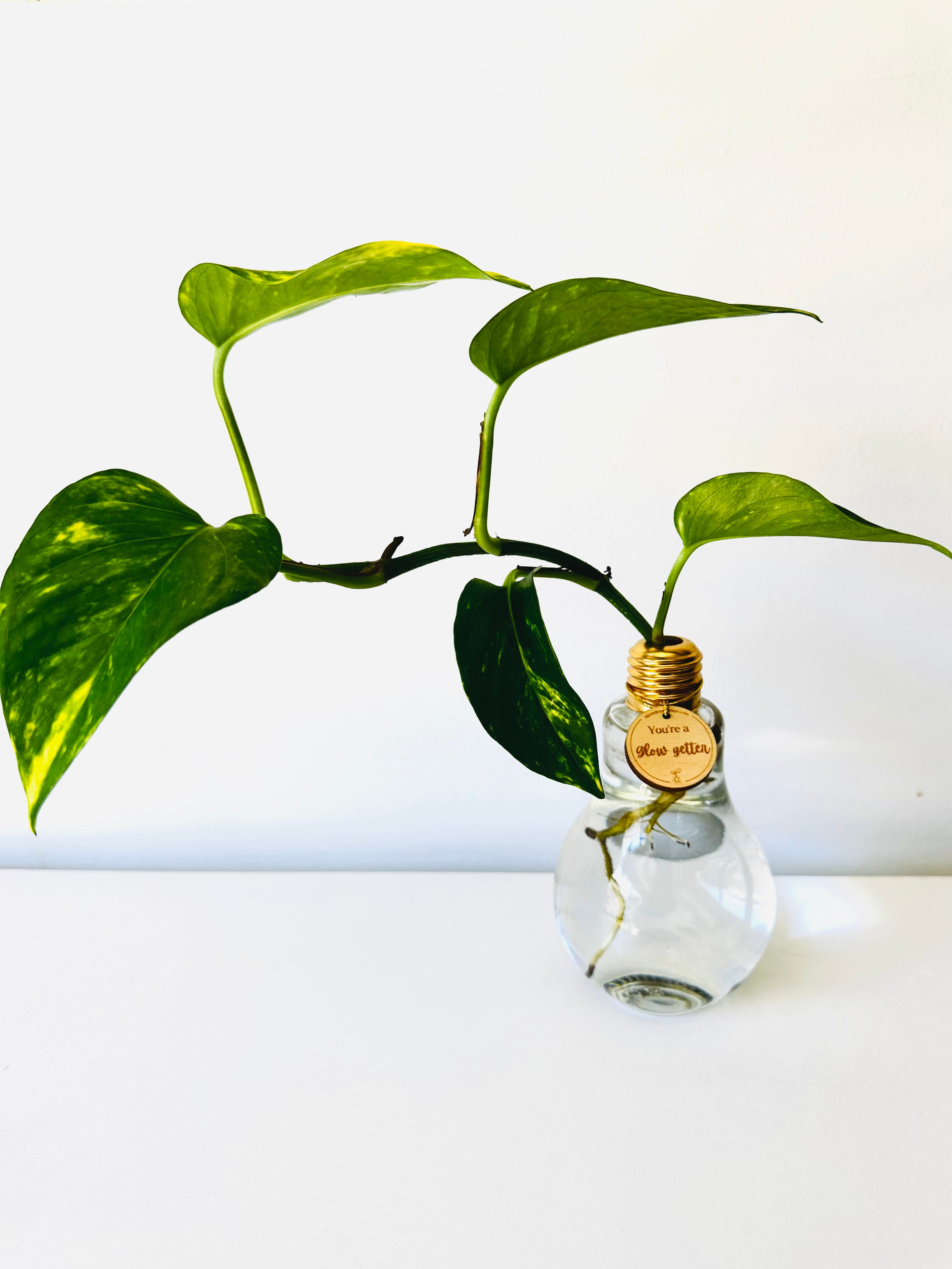 Lightbulb Moments (including Plant)