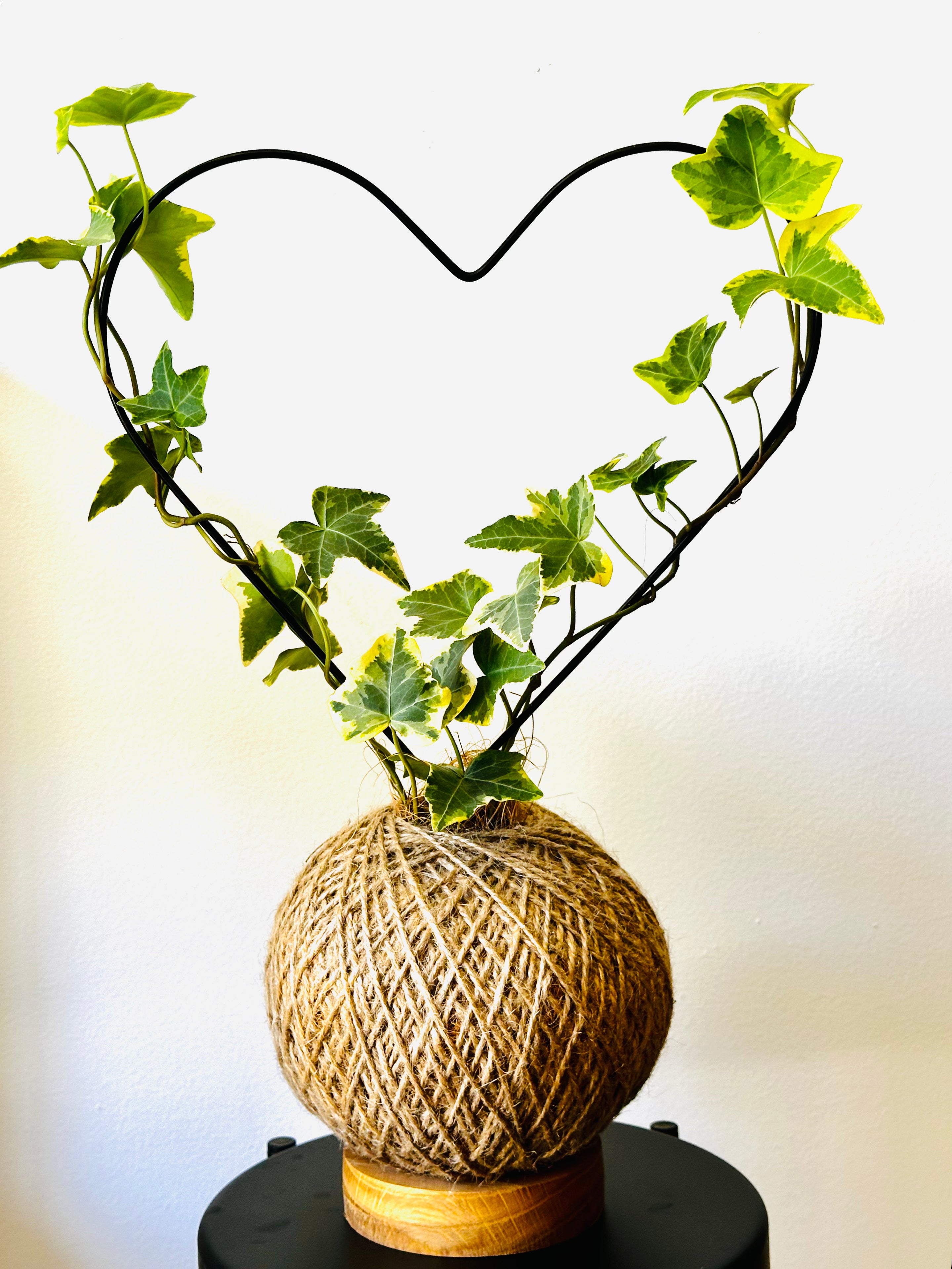 English Ivy (Hedera helix)