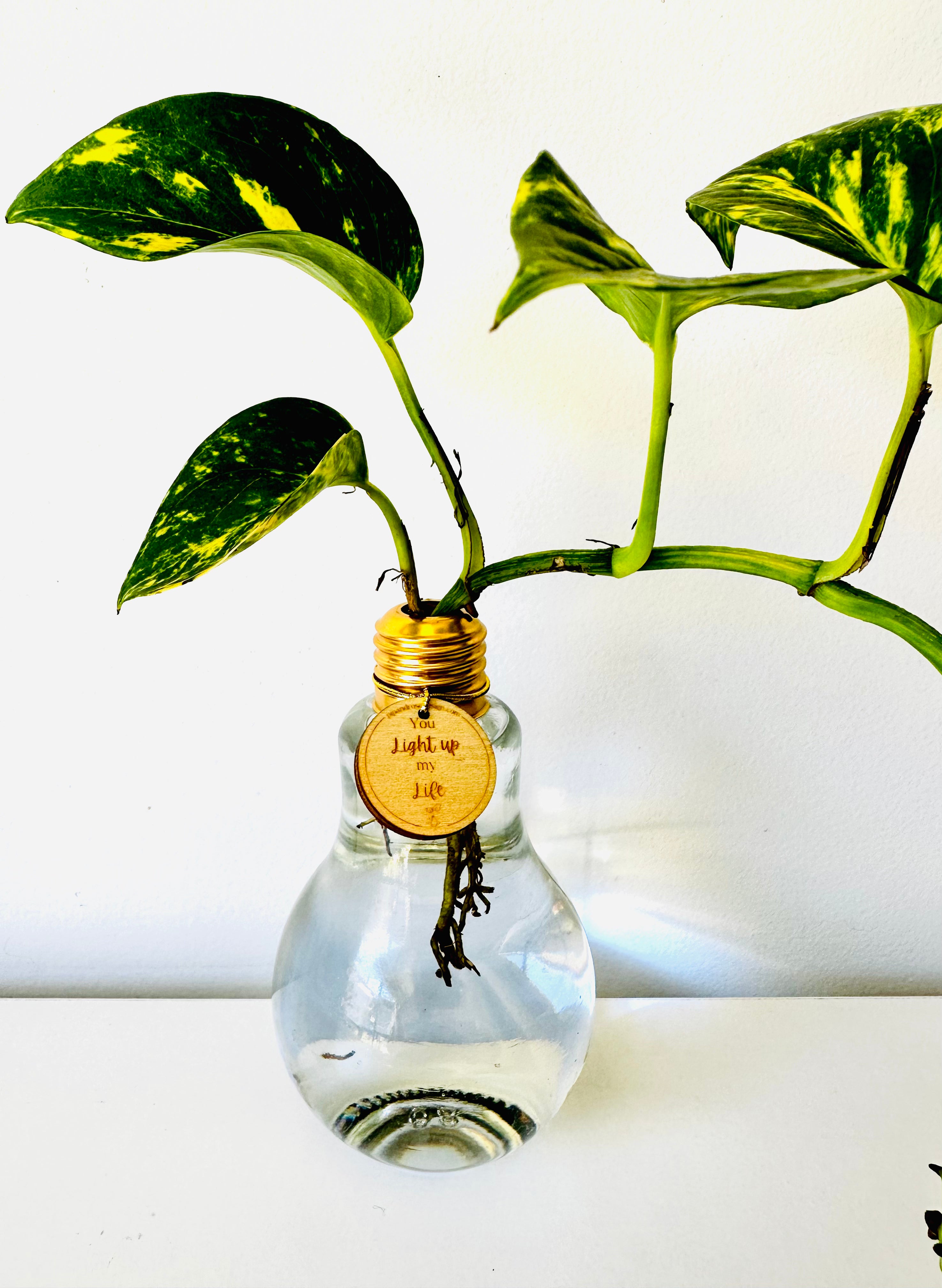 Lightbulb Moments (excluding Plant)