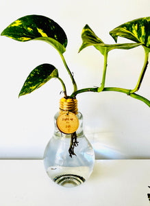 Lightbulb Moments (including Plant)