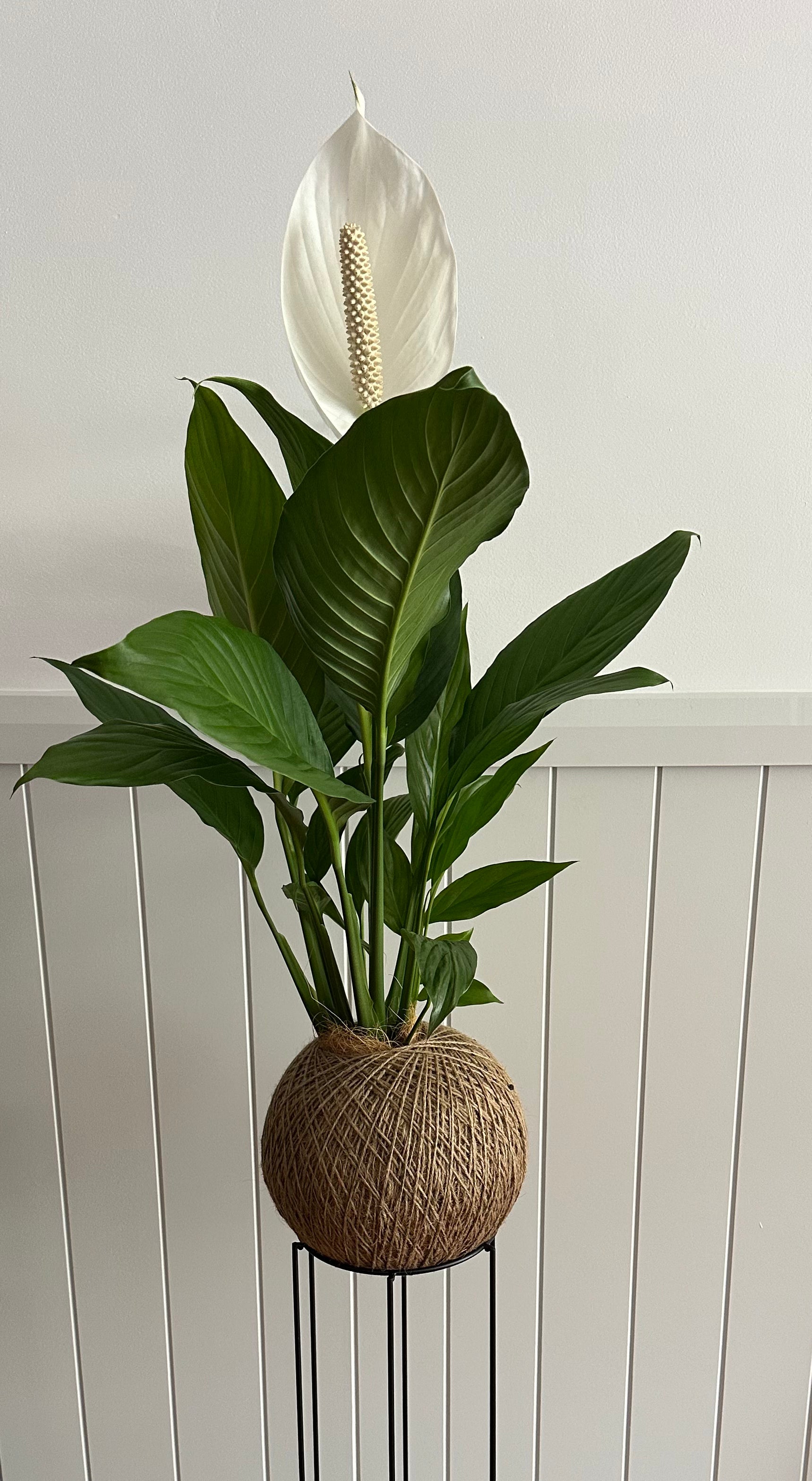 Peace Lily (Spathiphyllum)