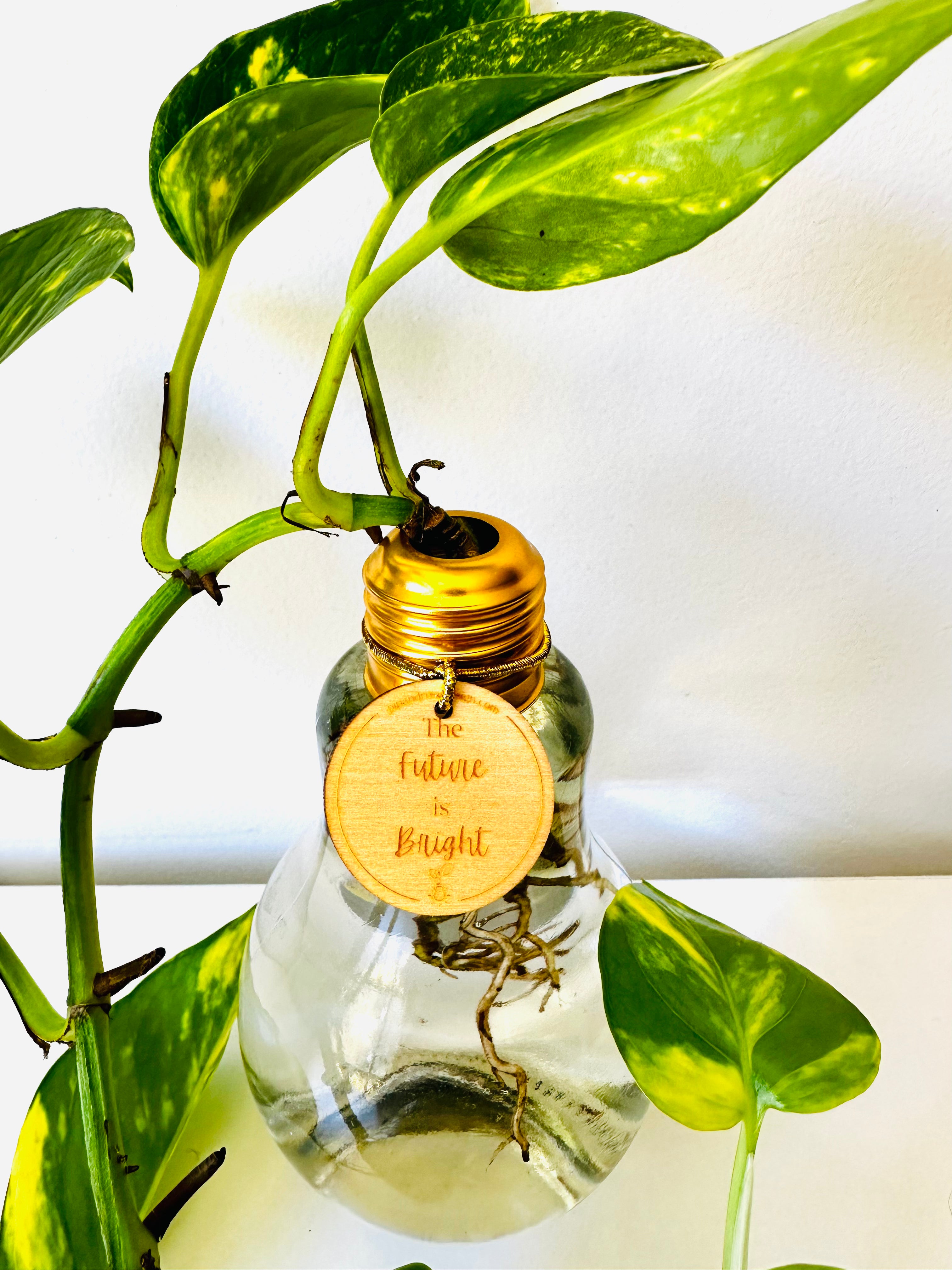 Lightbulb Moments (including Plant)