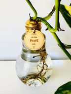 Lightbulb Moments (including Plant)