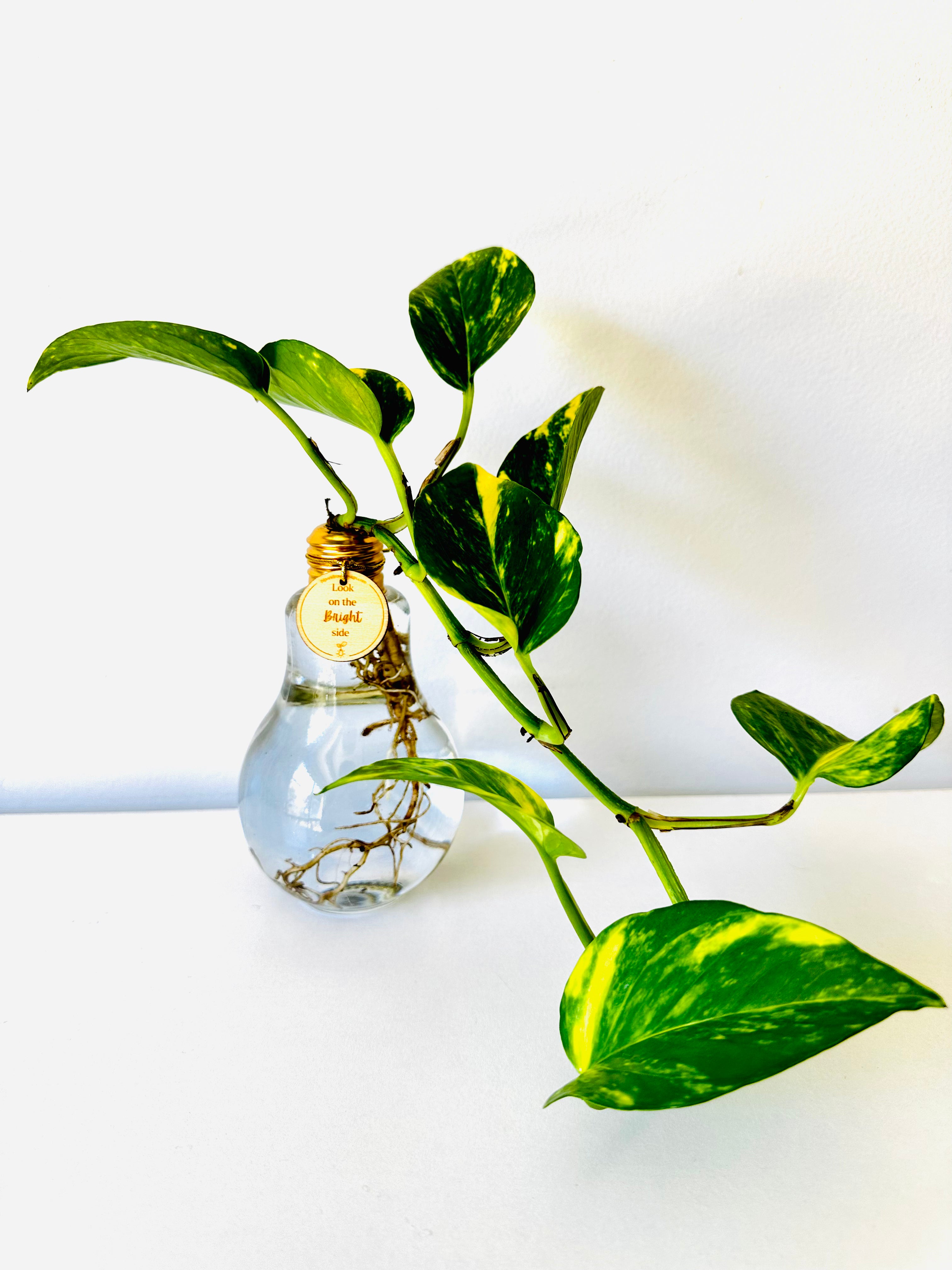 Lightbulb Moments (including Plant)