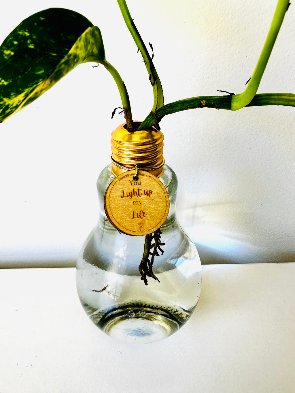 Lightbulb Moments (including Plant)