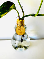 Lightbulb Moments (including Plant)