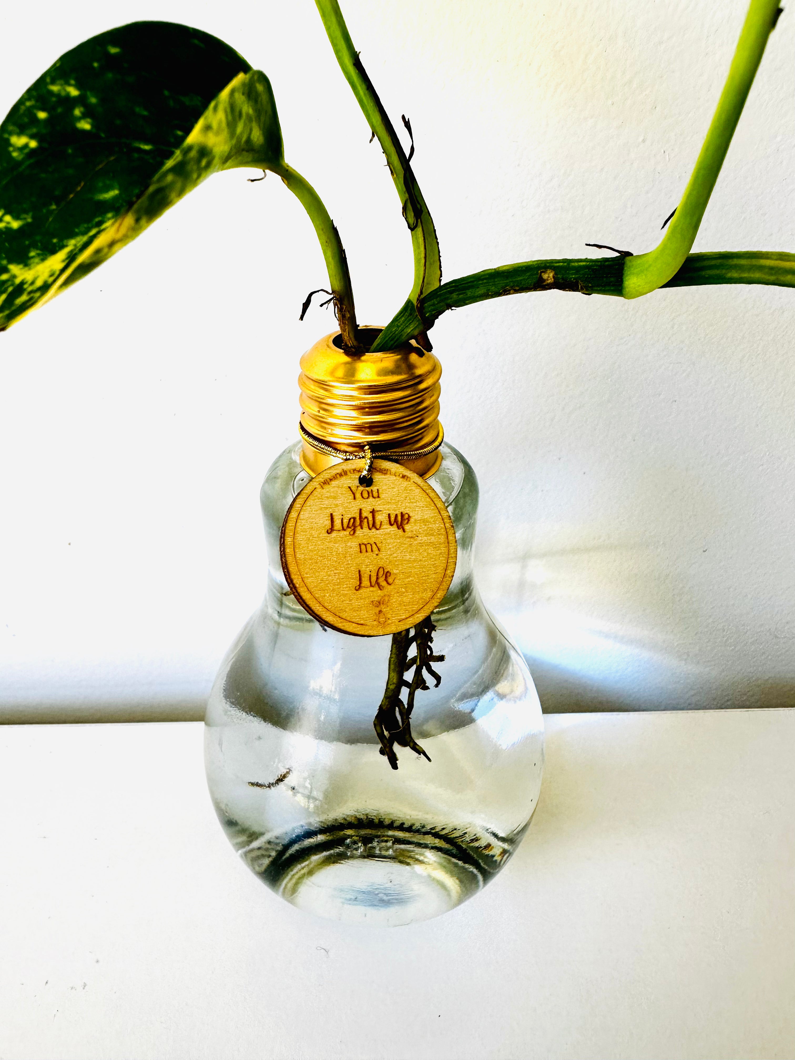 Lightbulb Moments (including Plant)