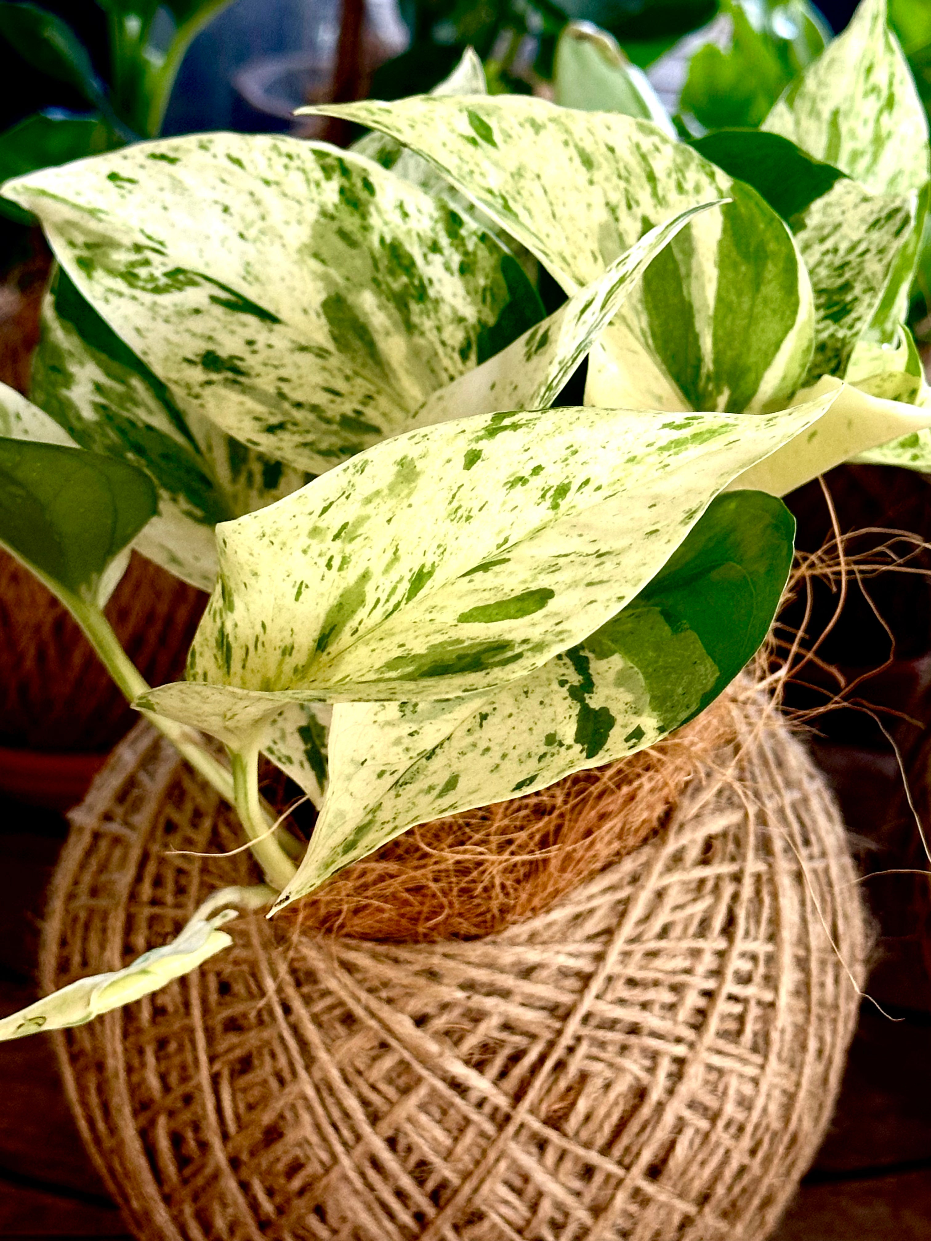 Marble Queen (Epipremnum aureum)