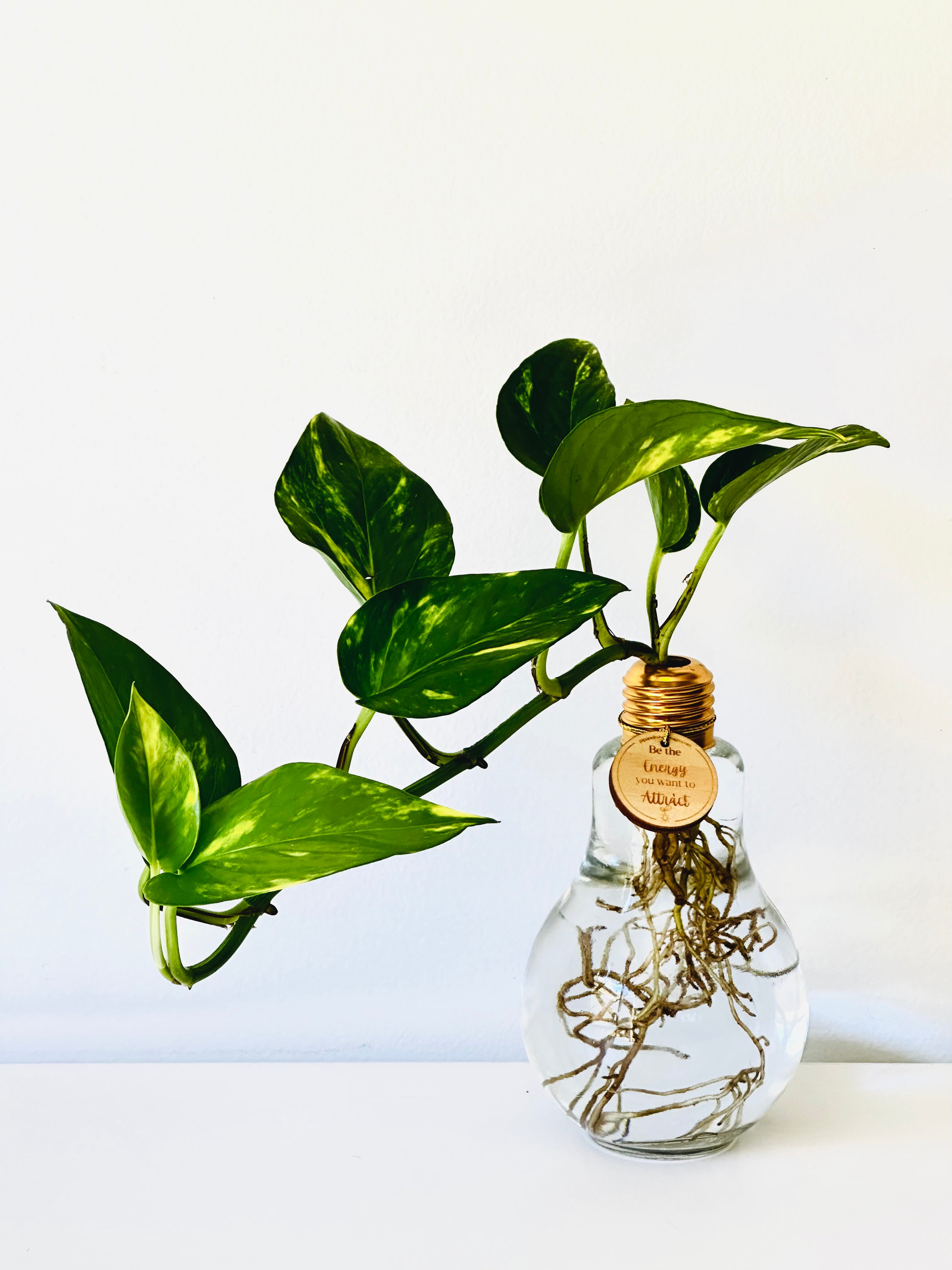 Lightbulb Moments (excluding Plant)