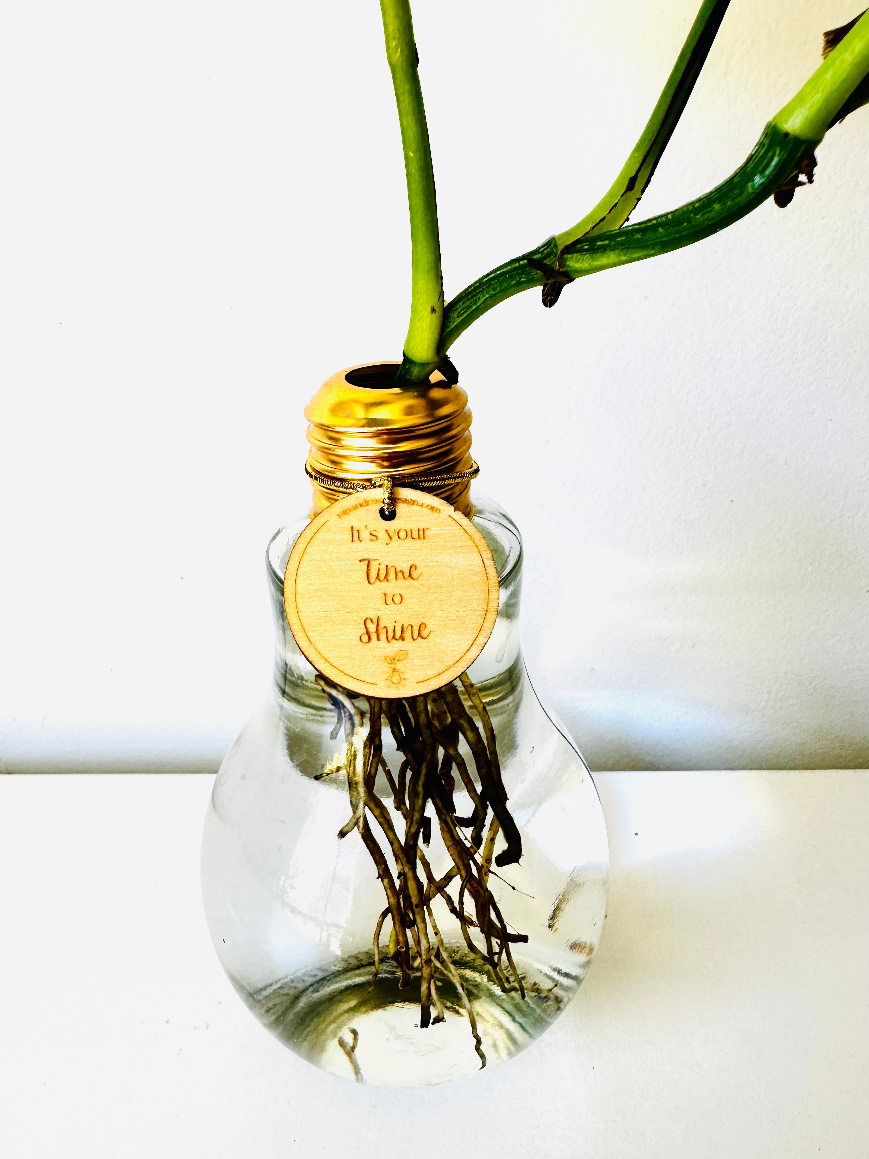 Lightbulb Moments (including Plant)