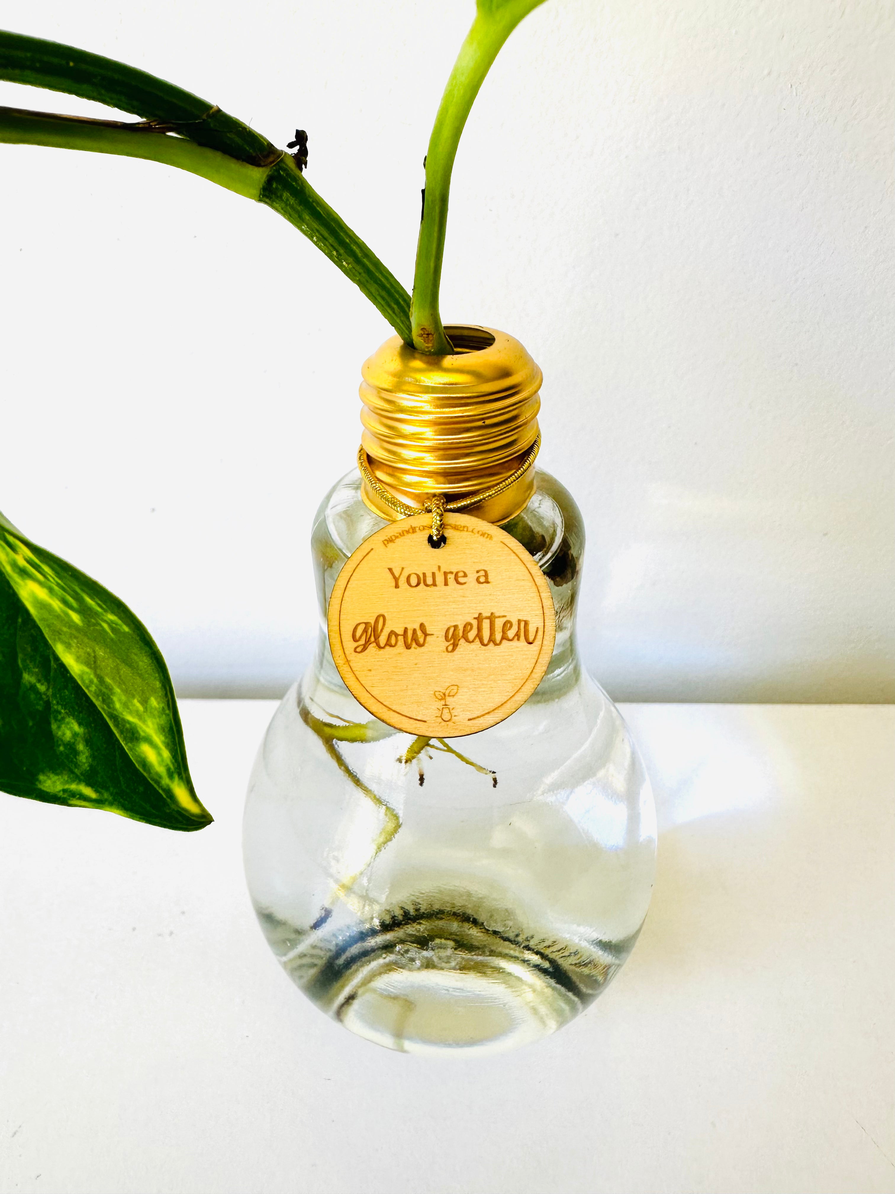 Lightbulb Moments (including Plant)