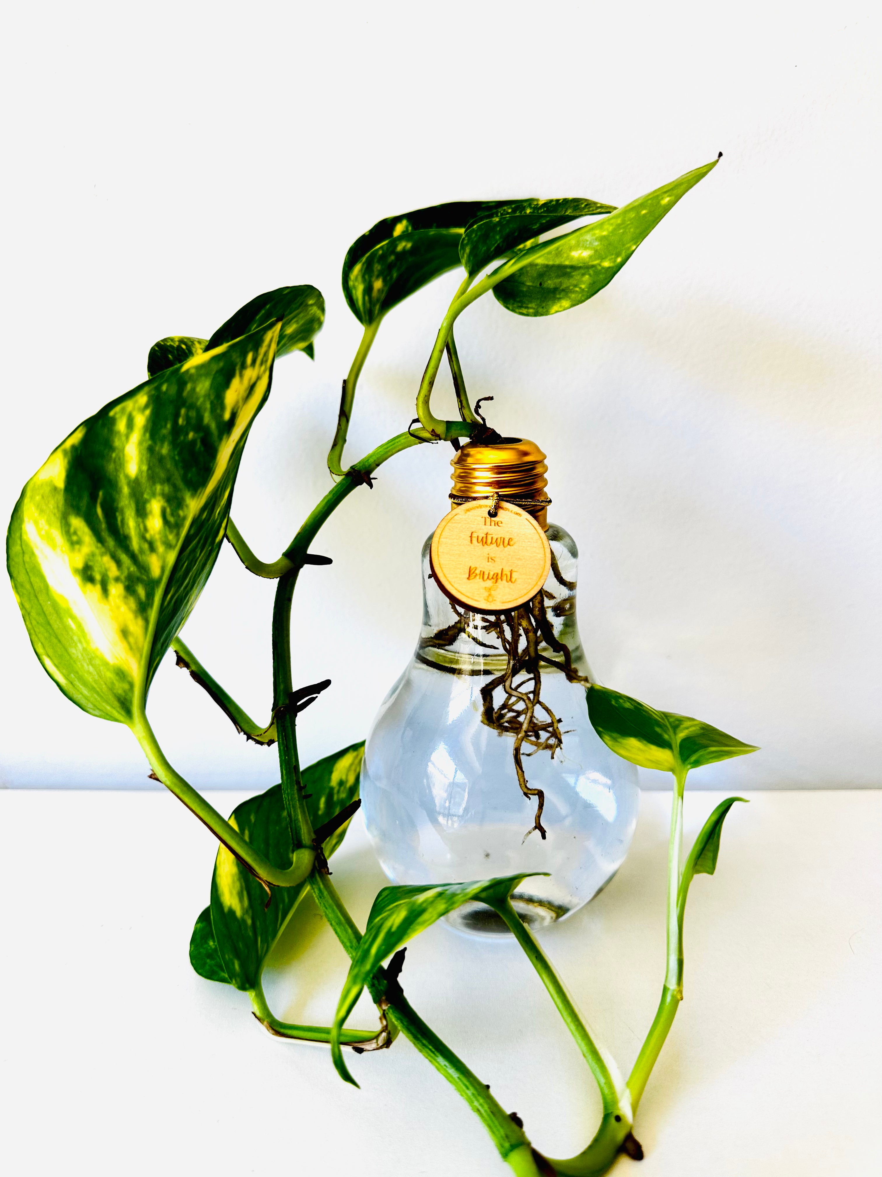 Lightbulb Moments (including Plant)
